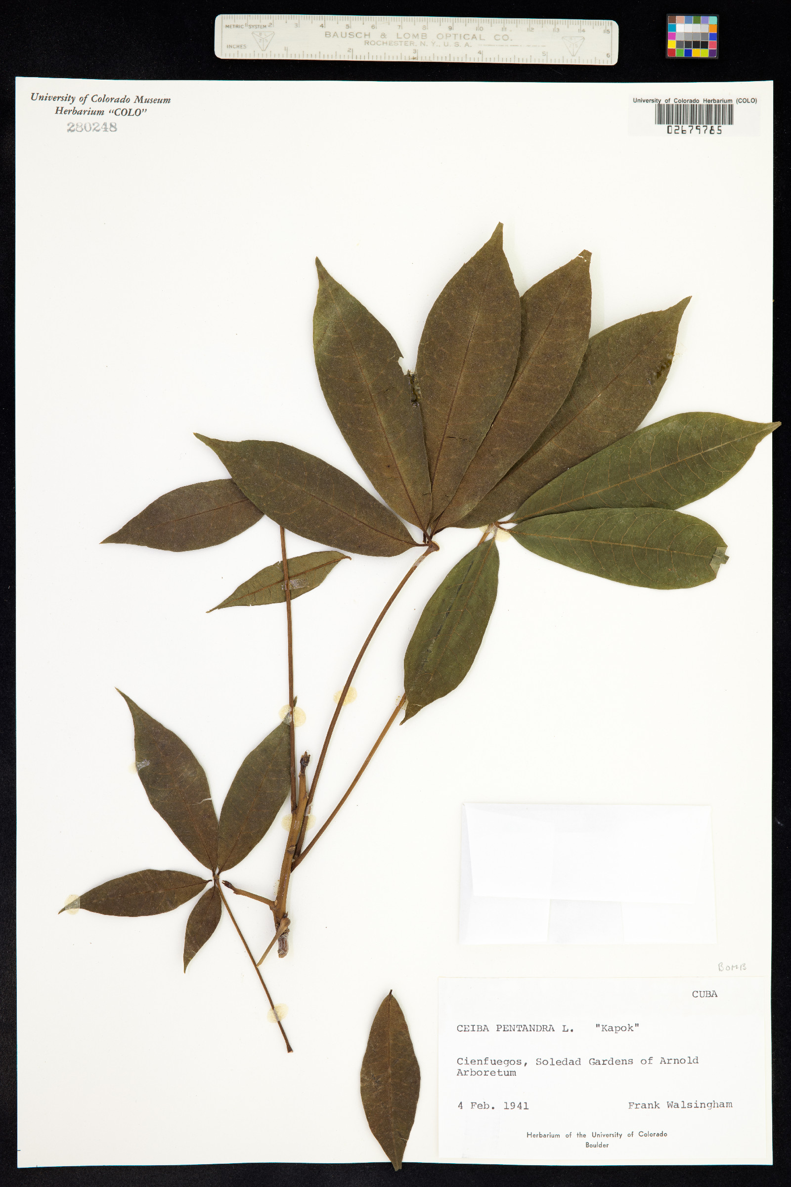 Ceiba pentandra image