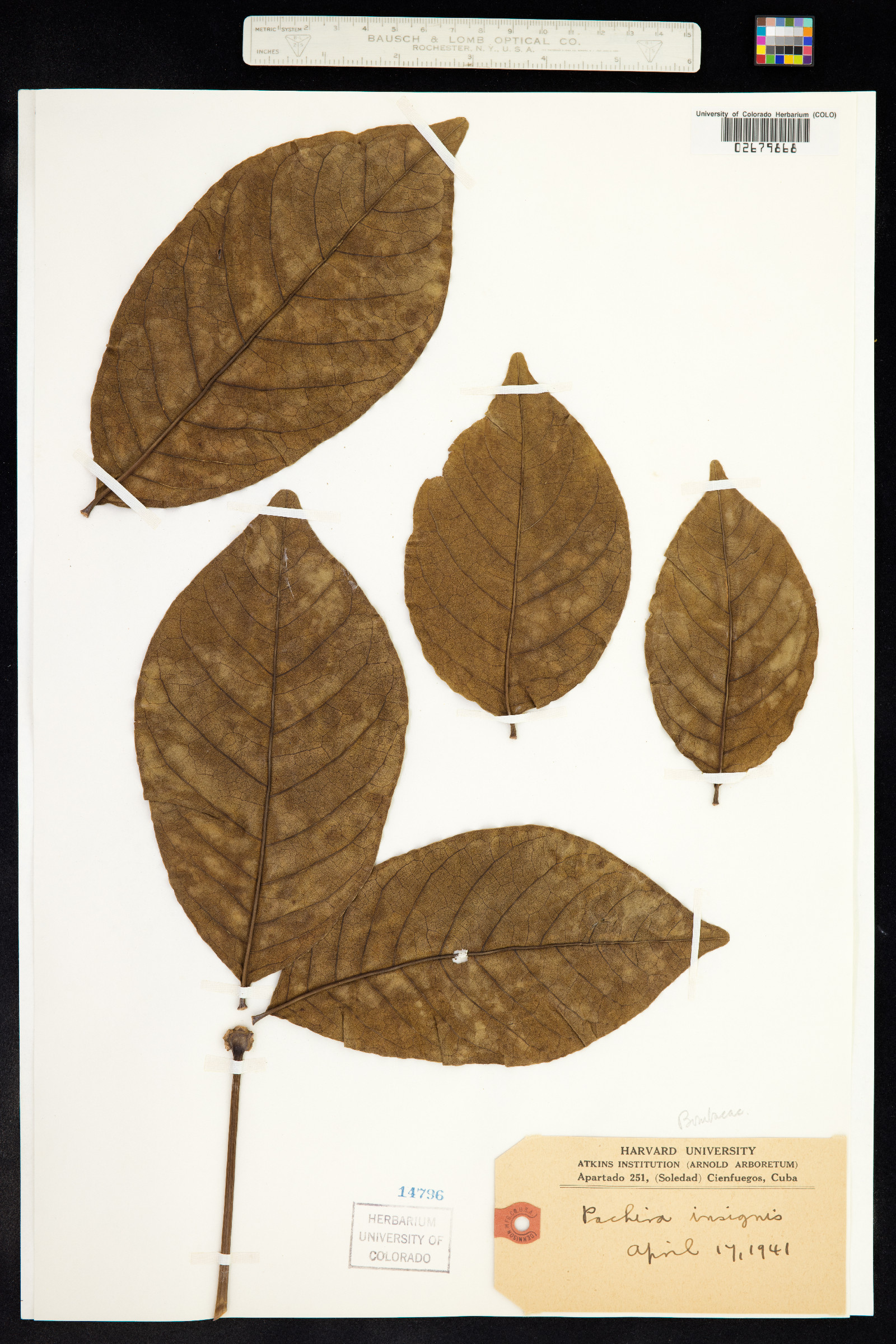 Pachira insignis image