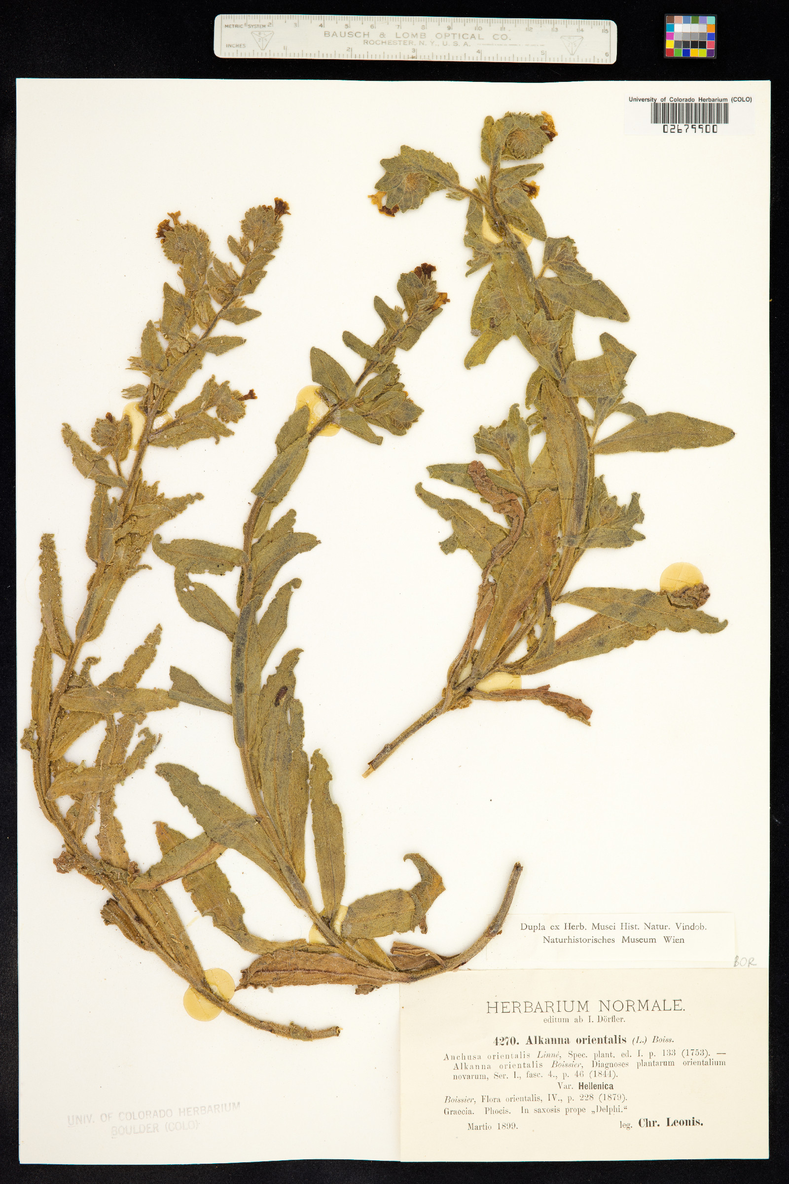 Alkanna orientalis image