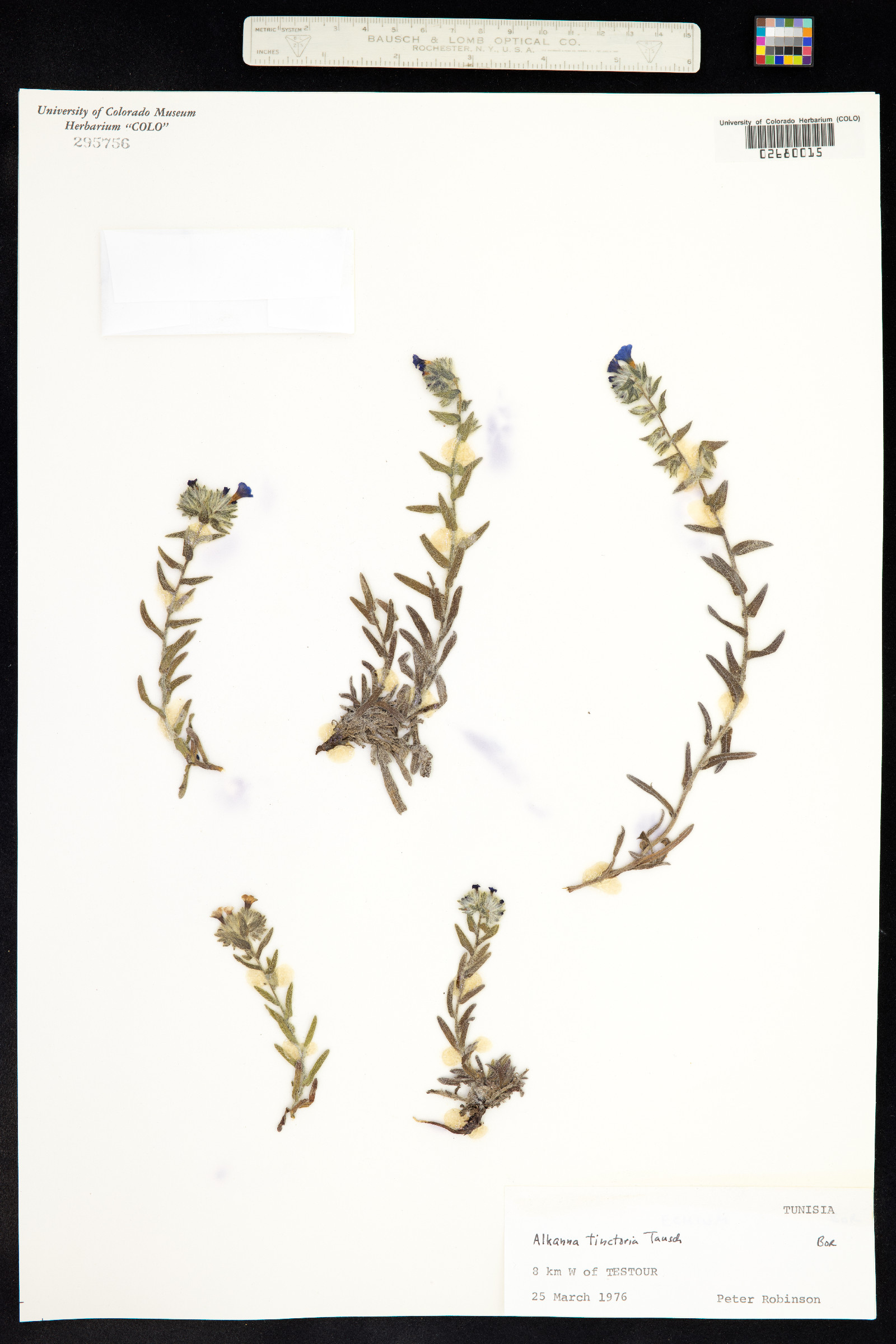Alkanna tinctoria image