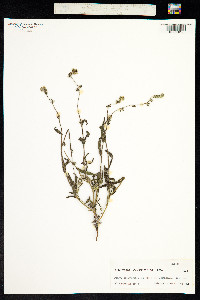 Amsinckia angustifolia image