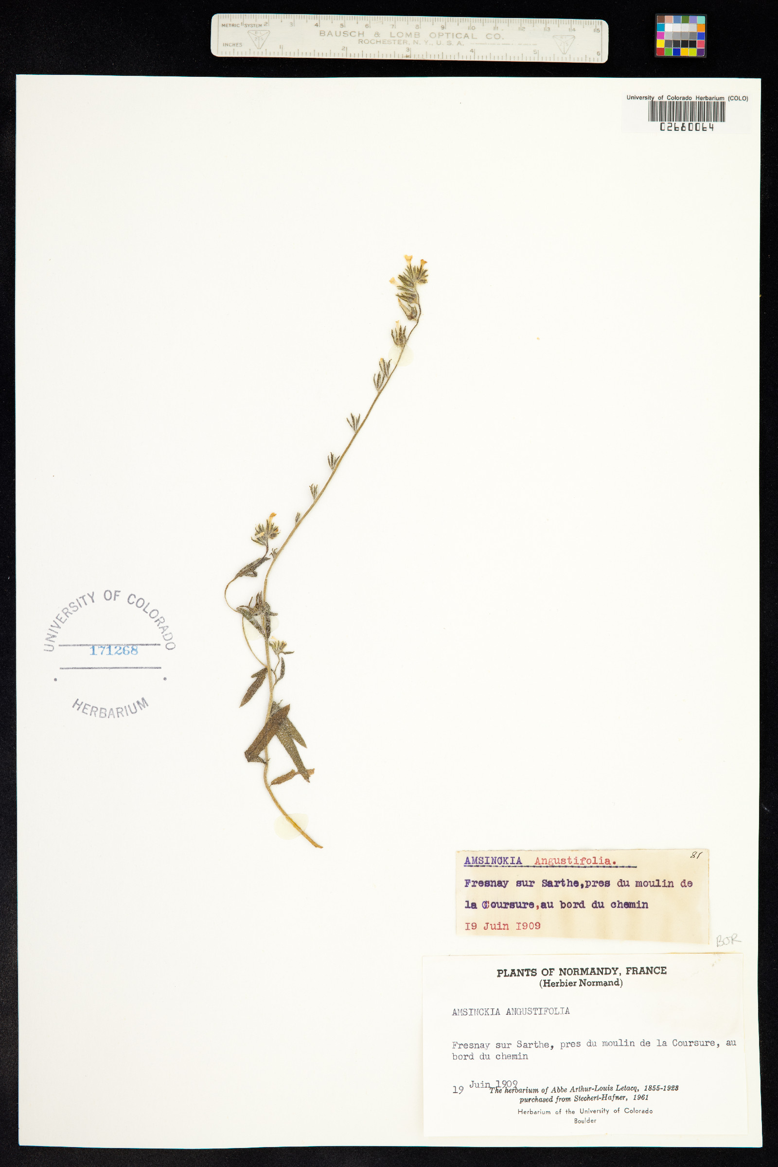 Amsinckia angustifolia image