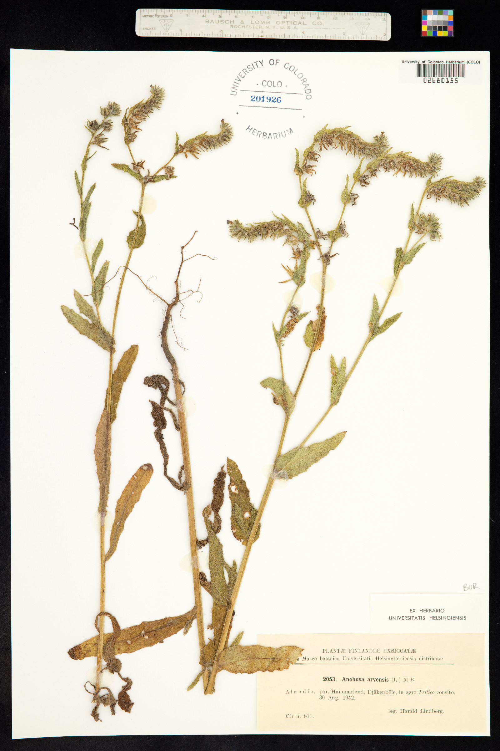 Amsinckia menziesii var. intermedia image