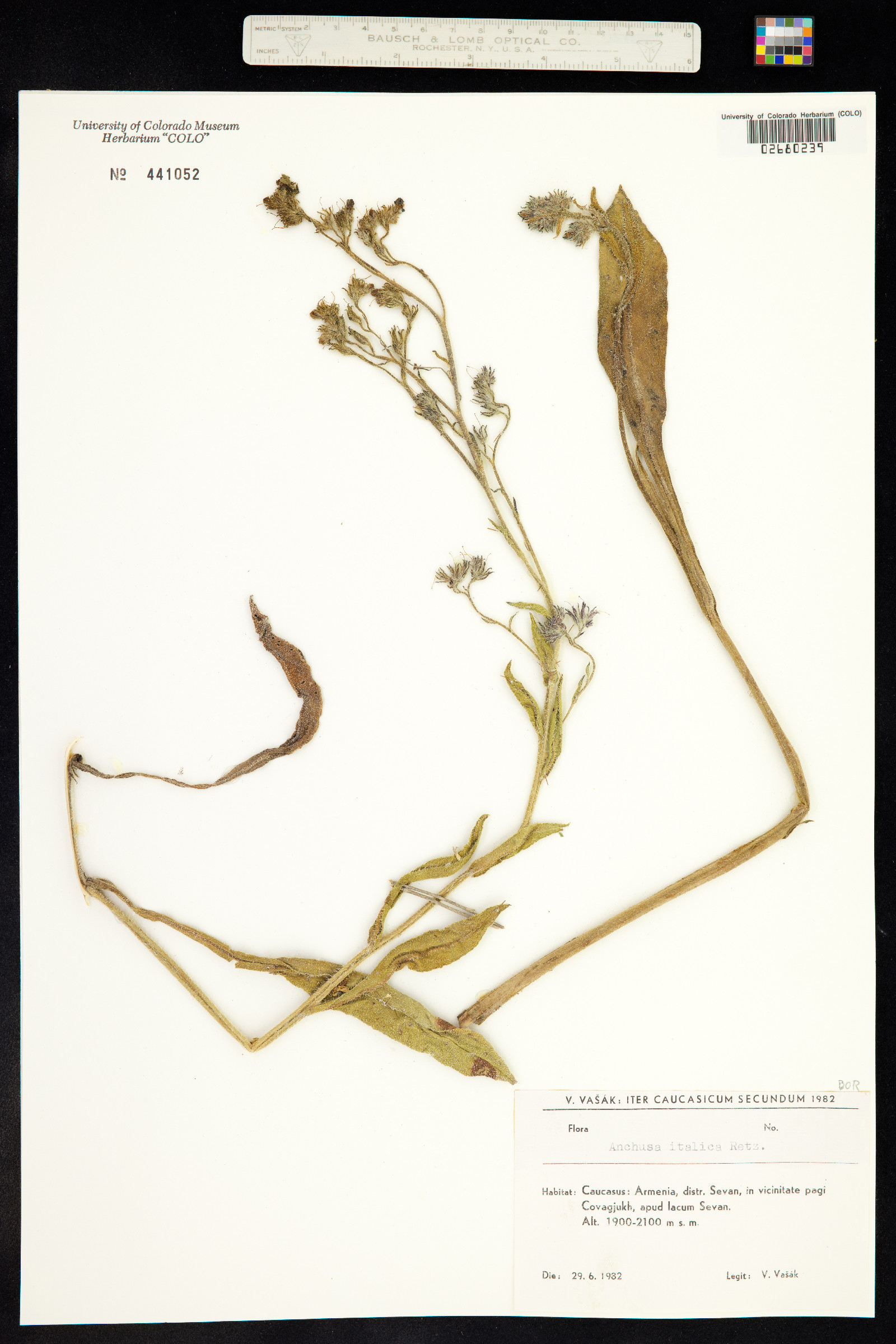 Anchusa azurea image