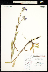 Anchusa officinalis image