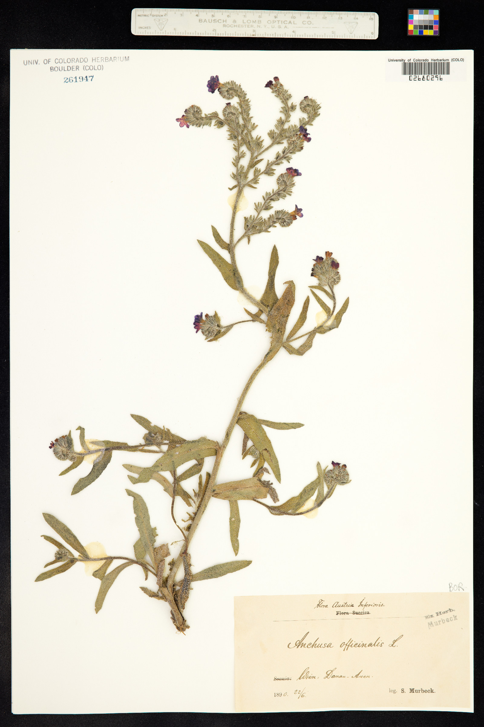 Anchusa officinalis image