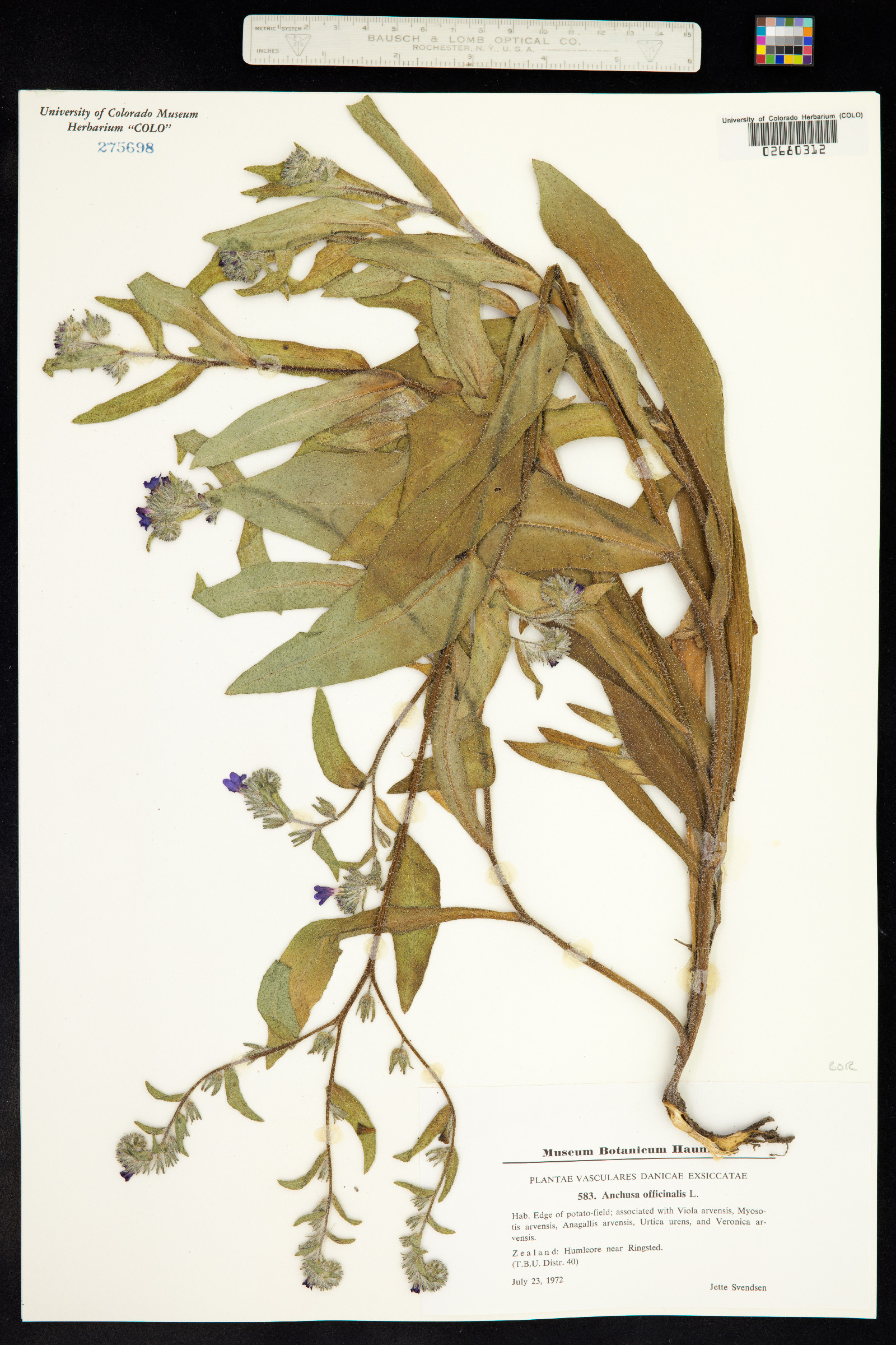 Anchusa officinalis image