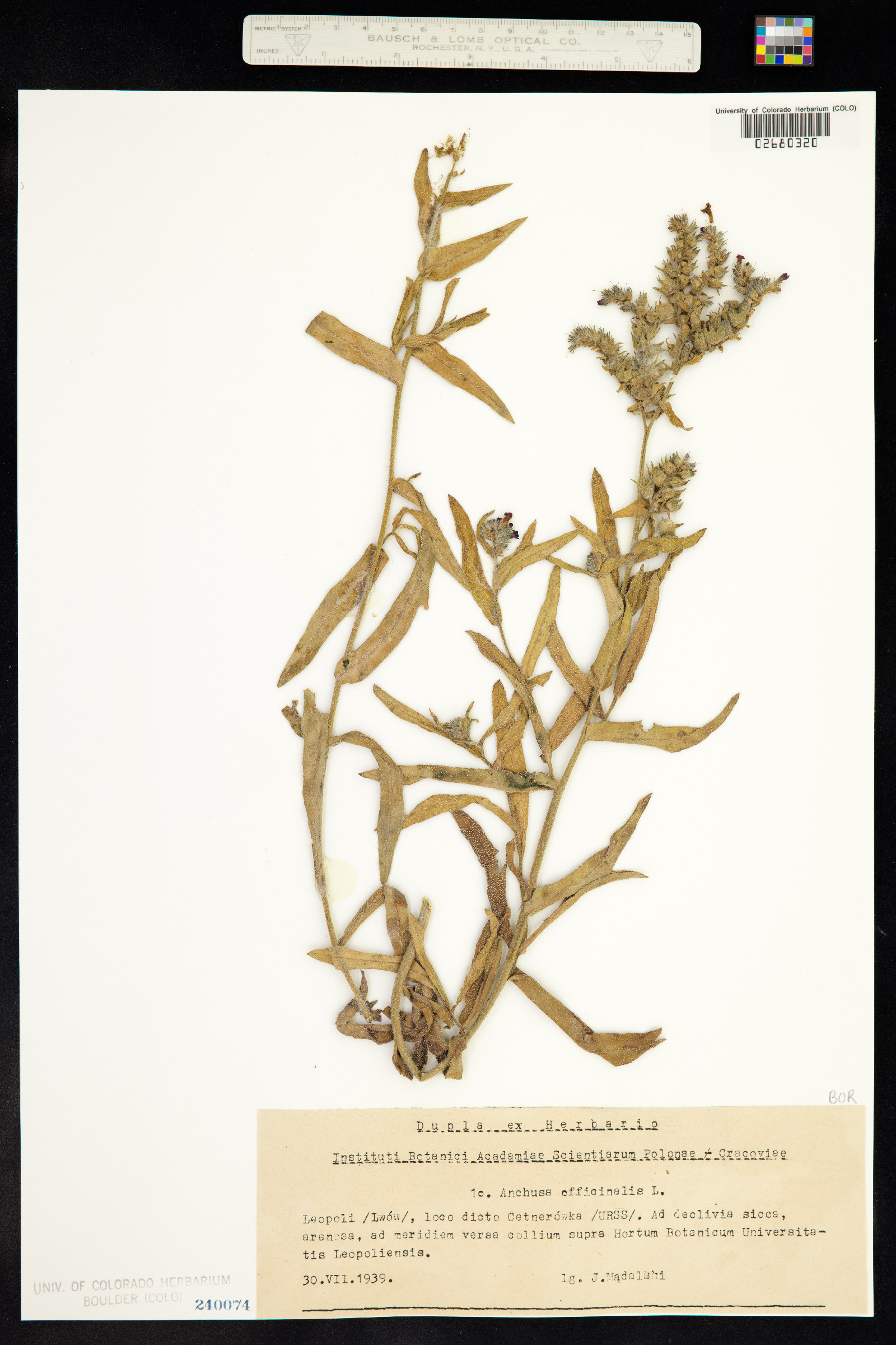Anchusa officinalis image