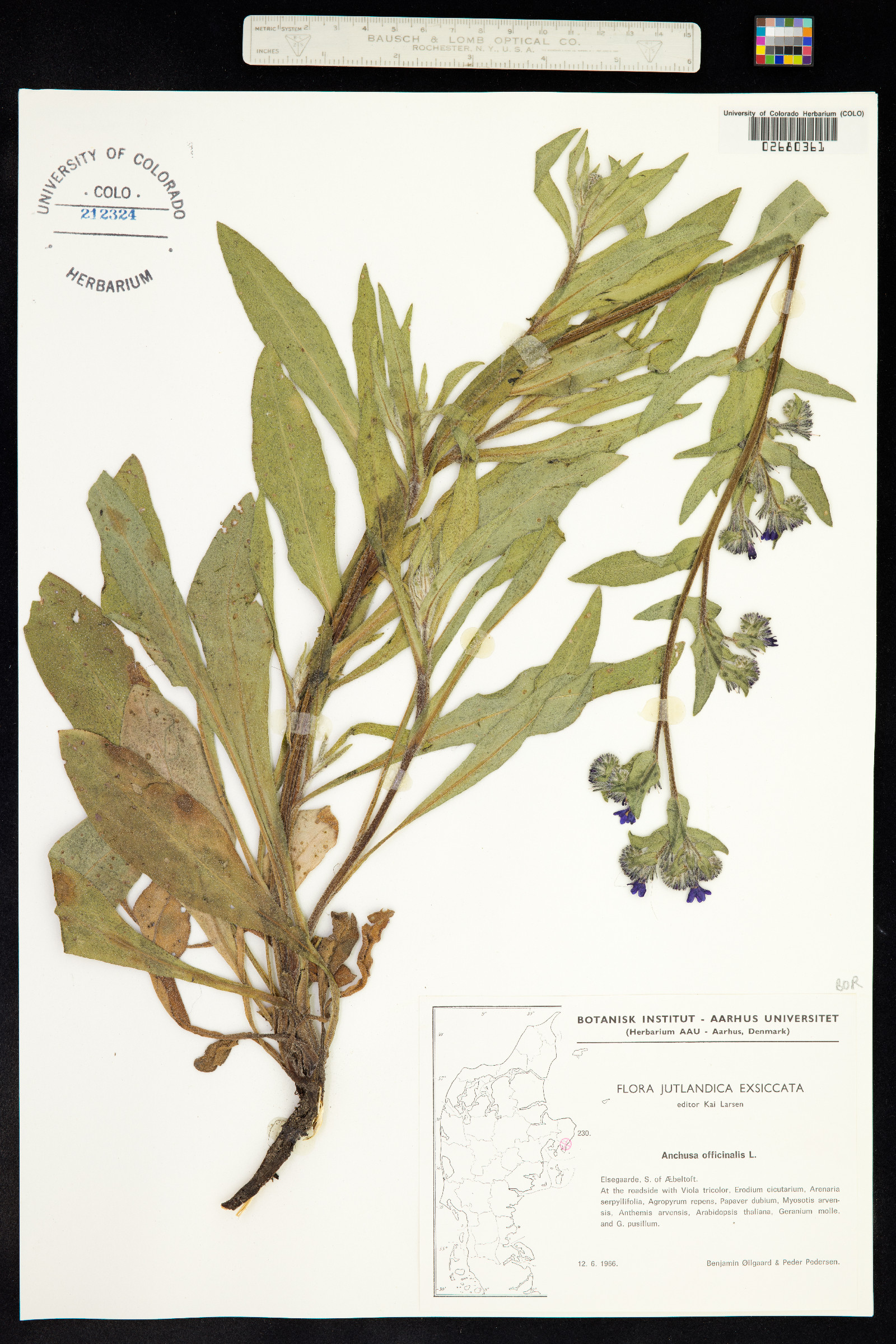 Anchusa officinalis image