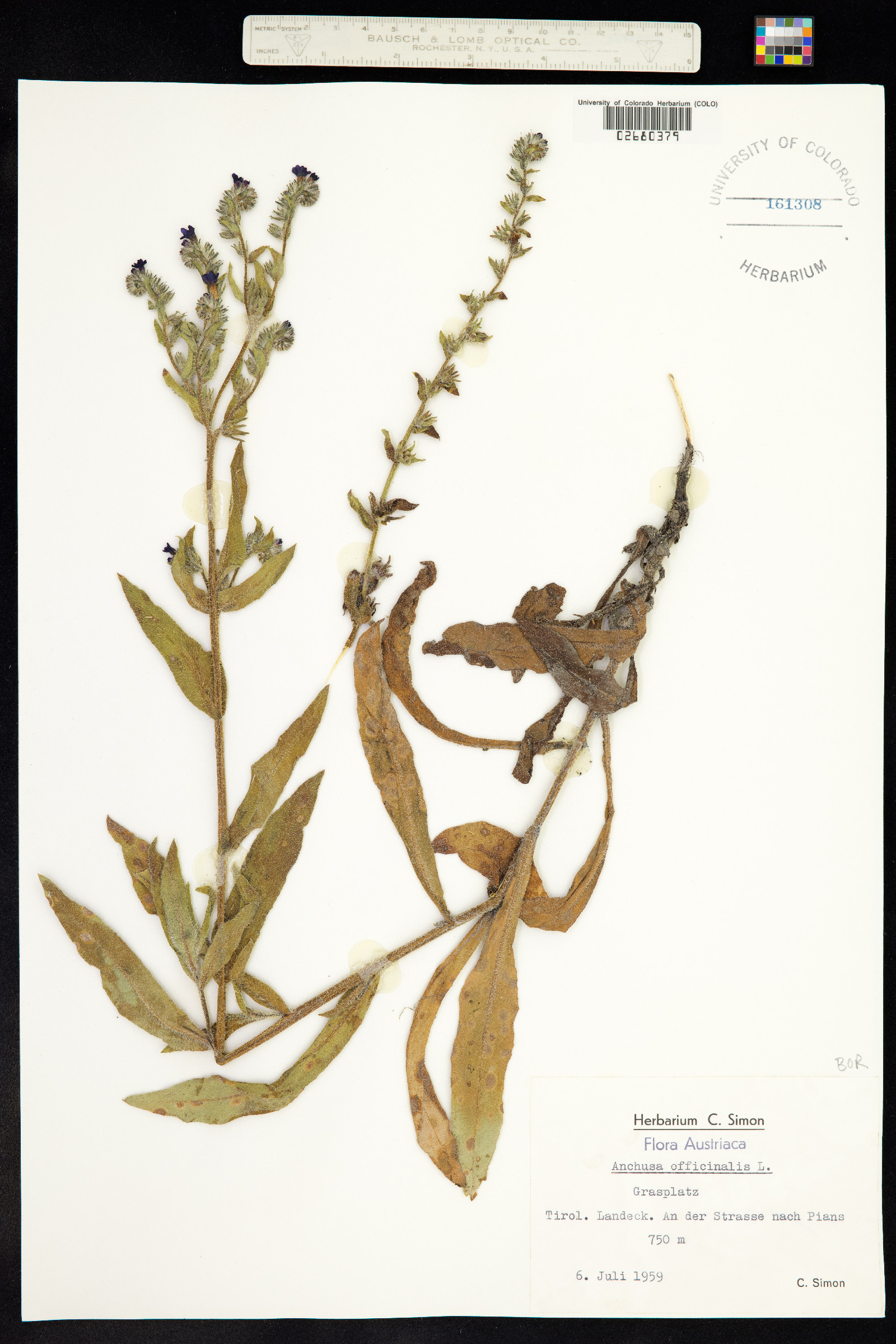 Anchusa officinalis image