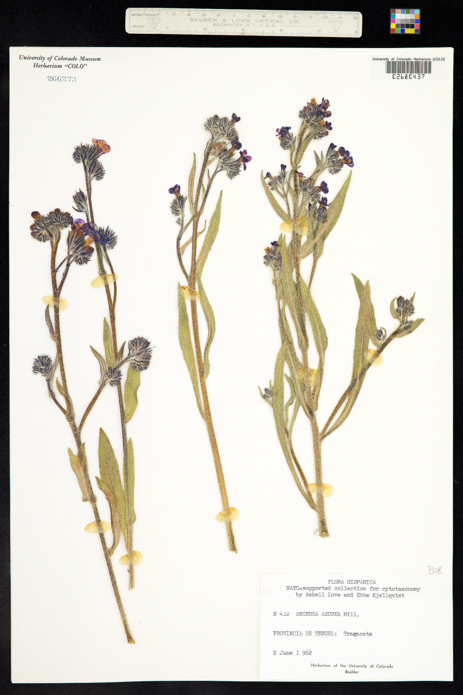 Anchusa azurea image