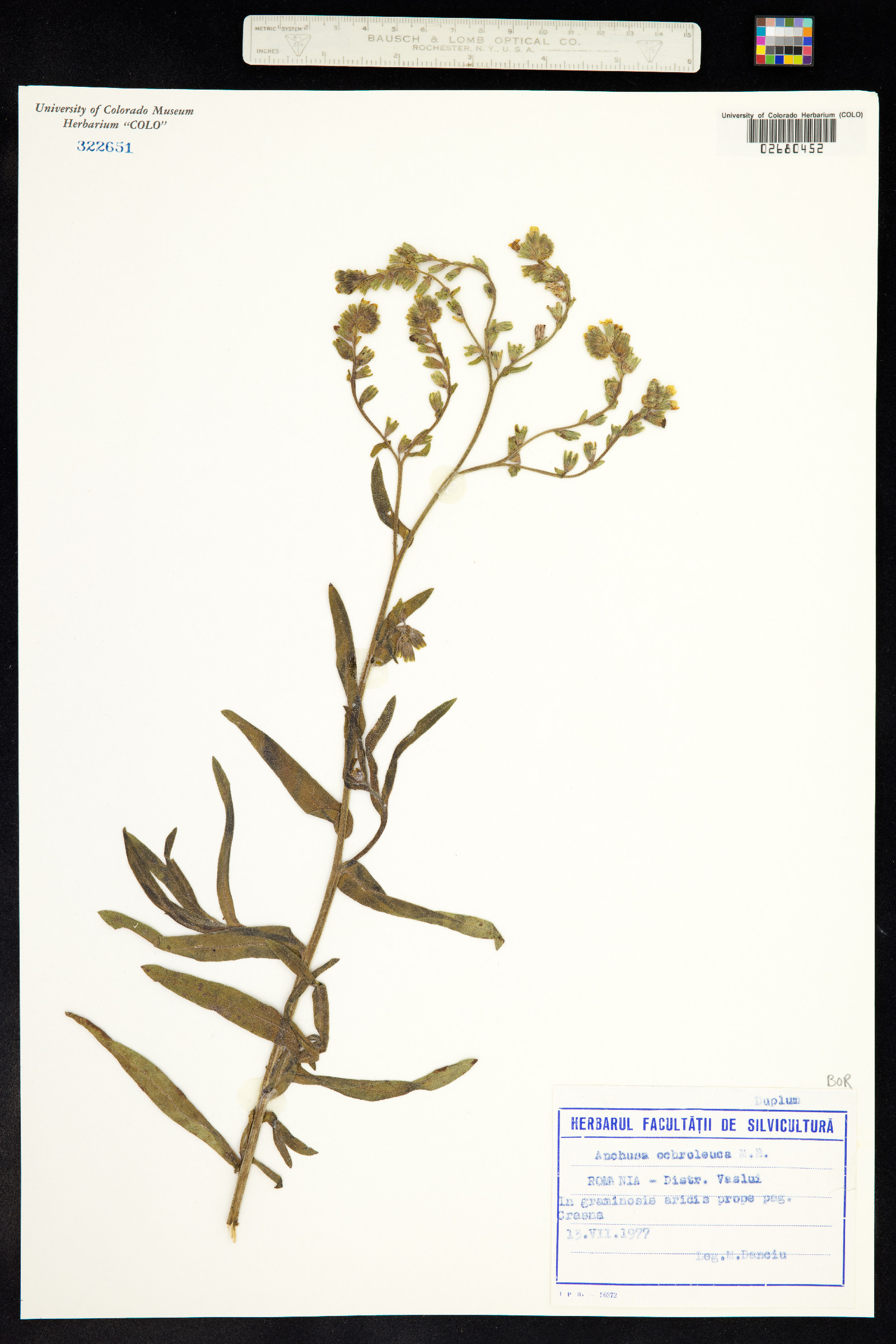 Anchusa ochroleuca image