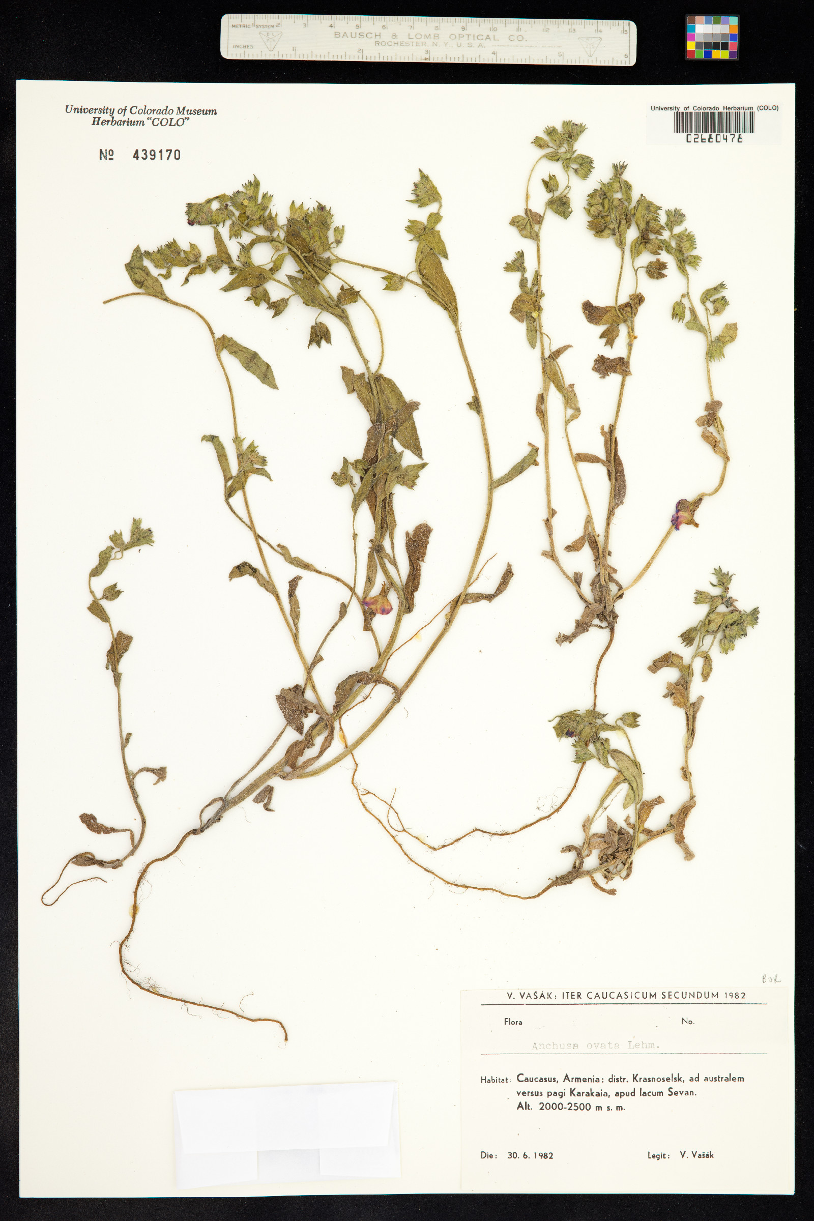 Lycopsis arvensis subsp. orientalis image