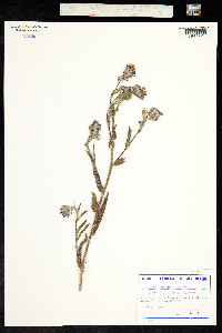 Anchusa procera image