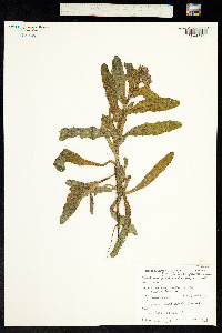 Image of Anchusa sempervirens