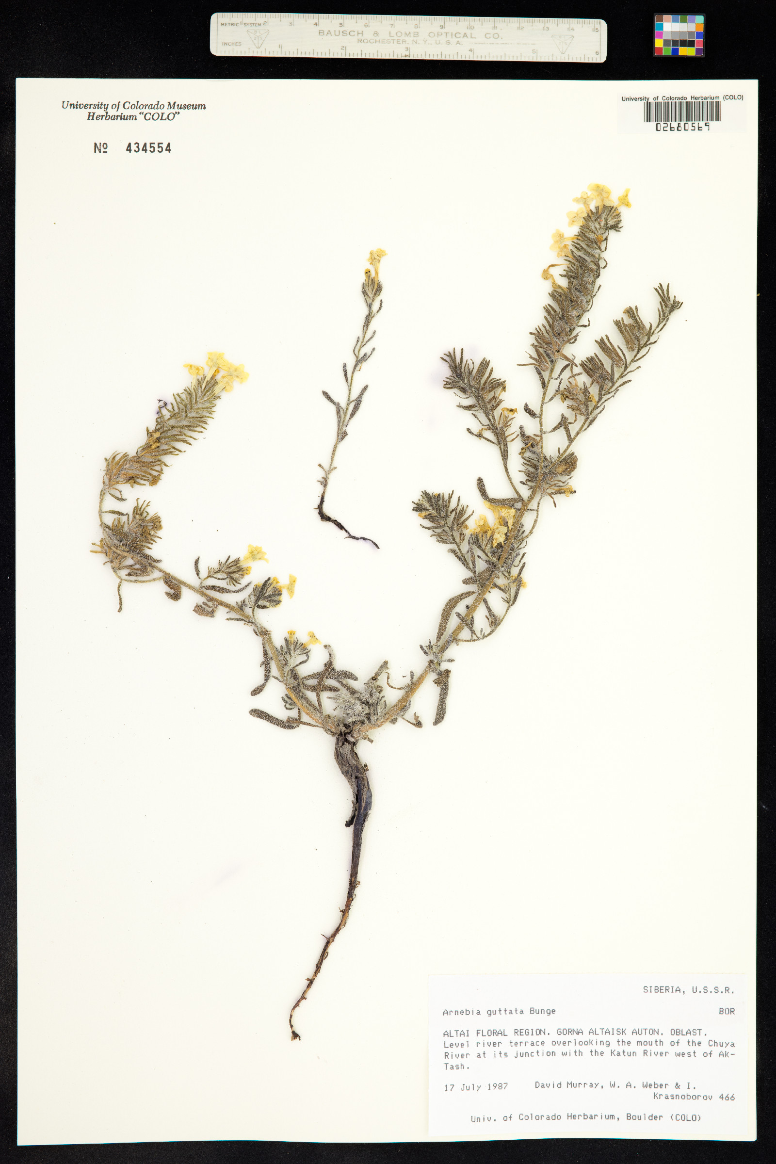 Arnebia guttata image