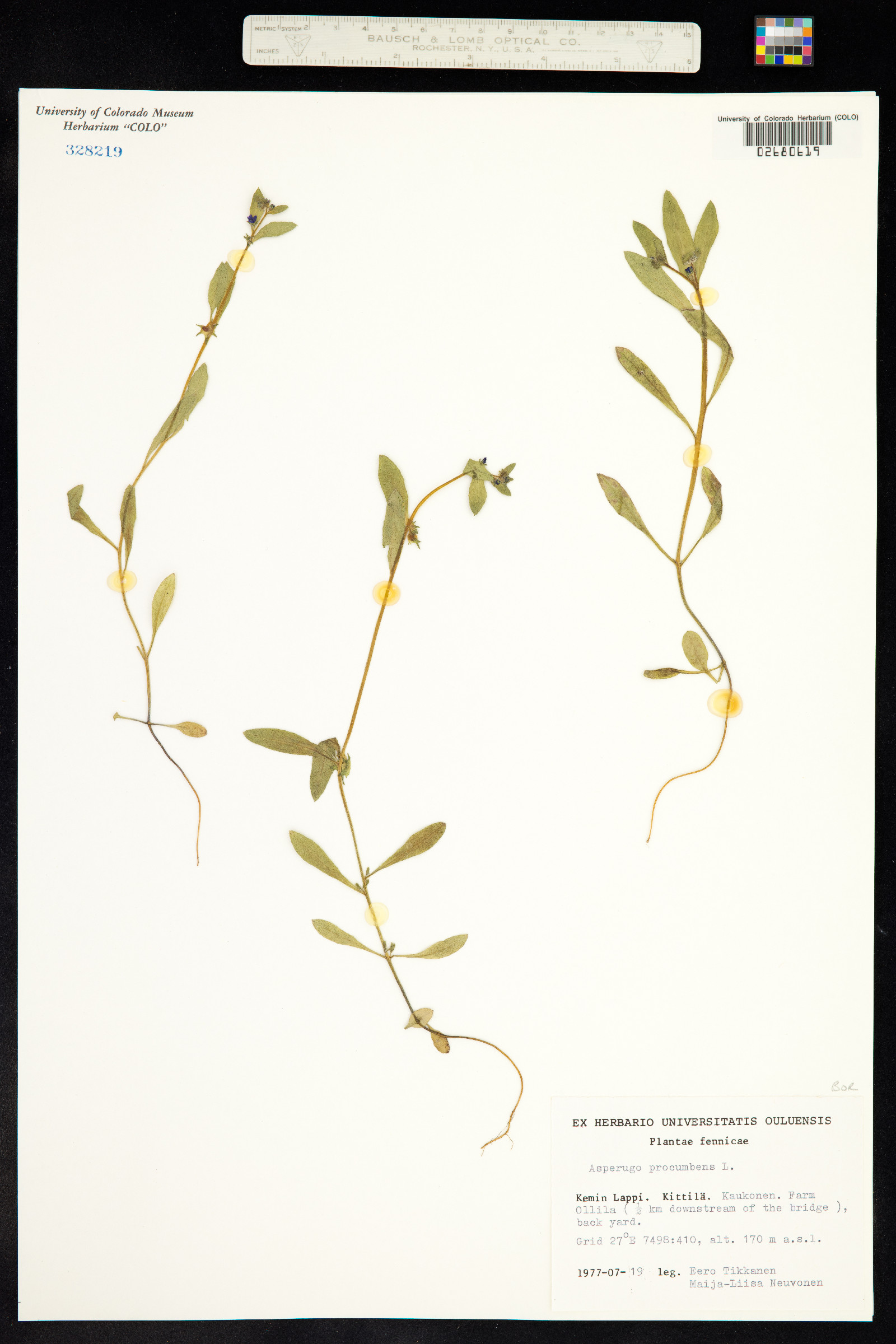 Asperugo procumbens image
