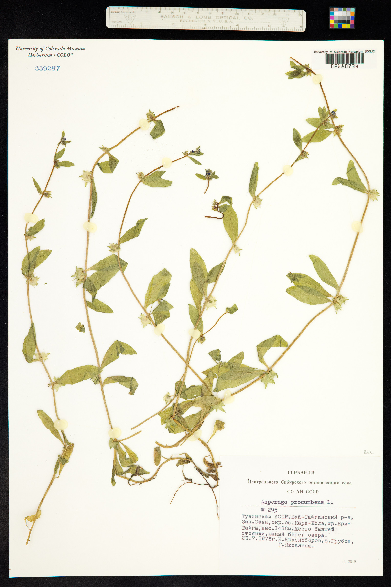 Asperugo procumbens image