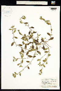 Image of Bothriospermum tenellum