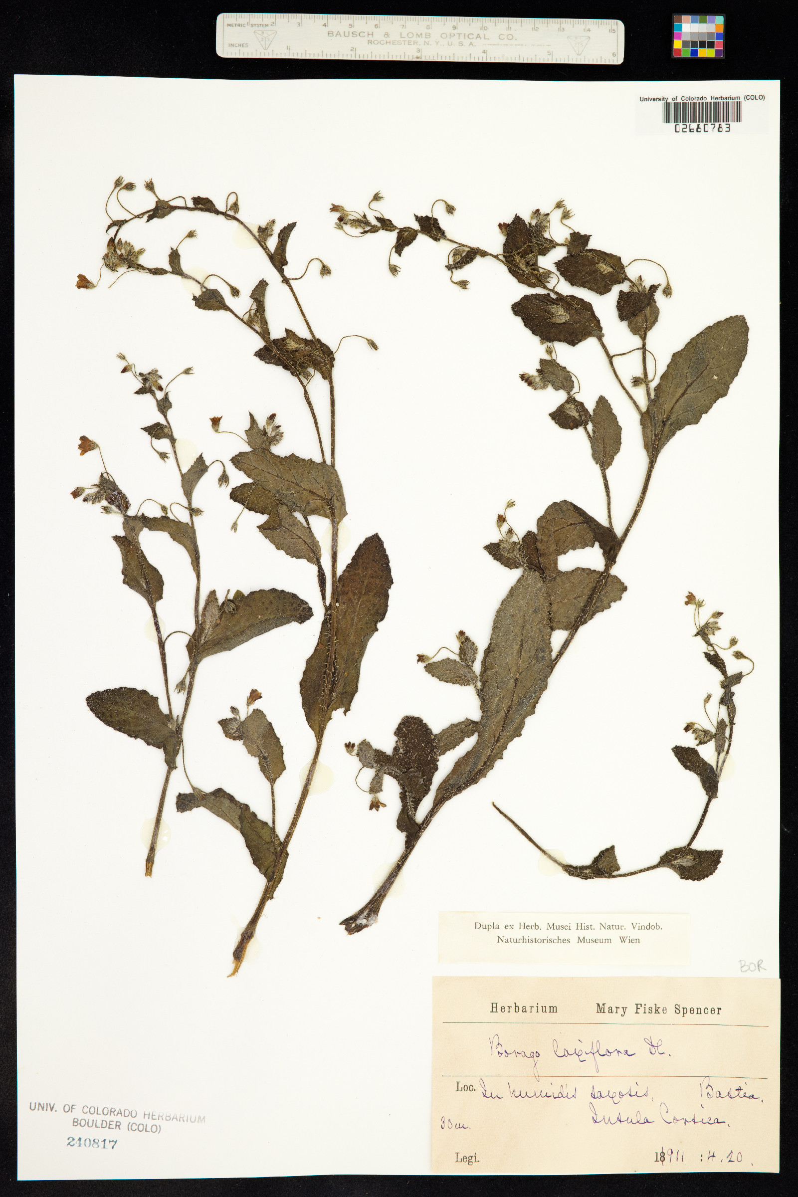 Borago pygmaea image