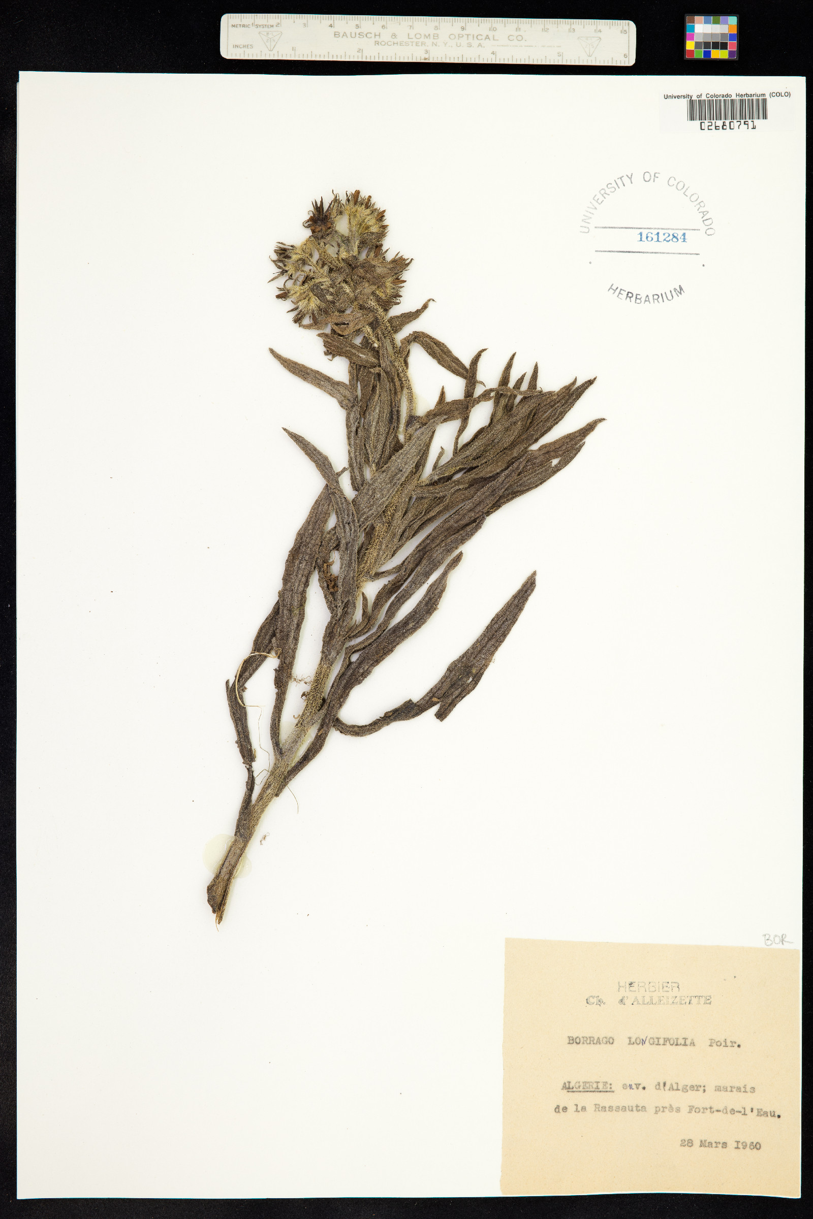 Borago longifolia image