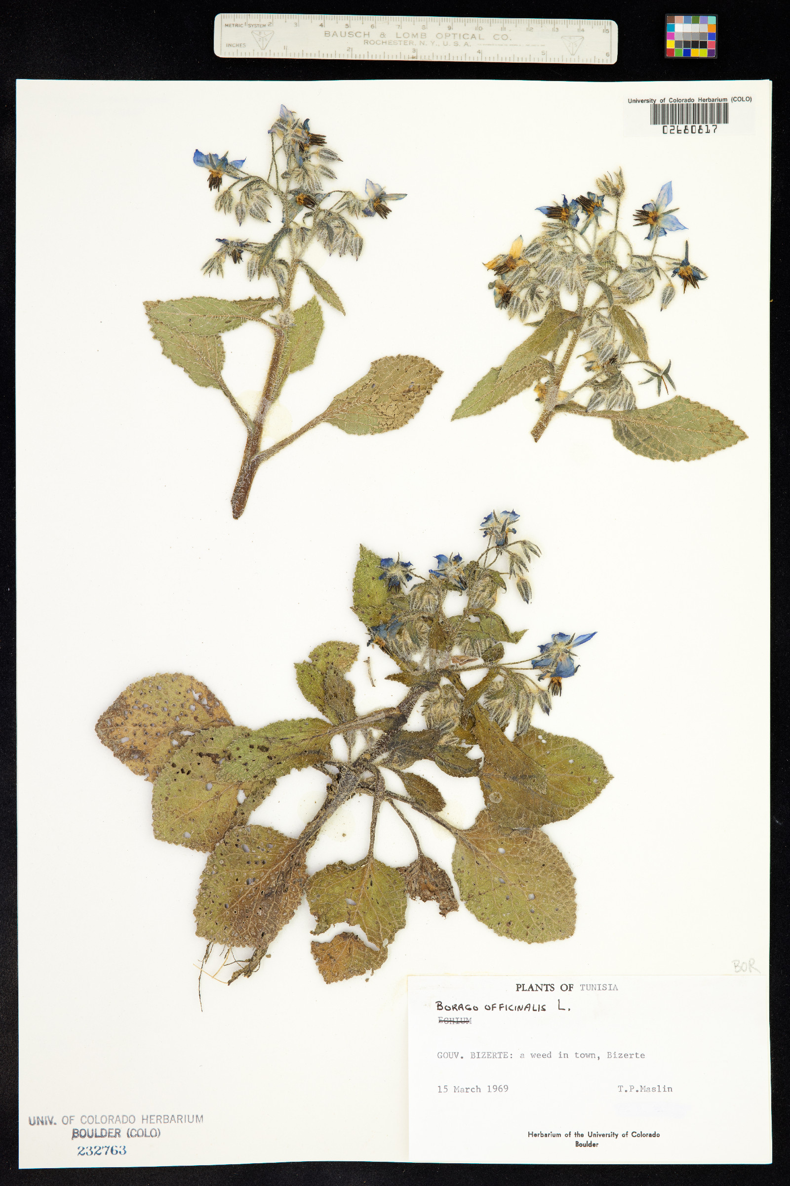 Borago officinalis image