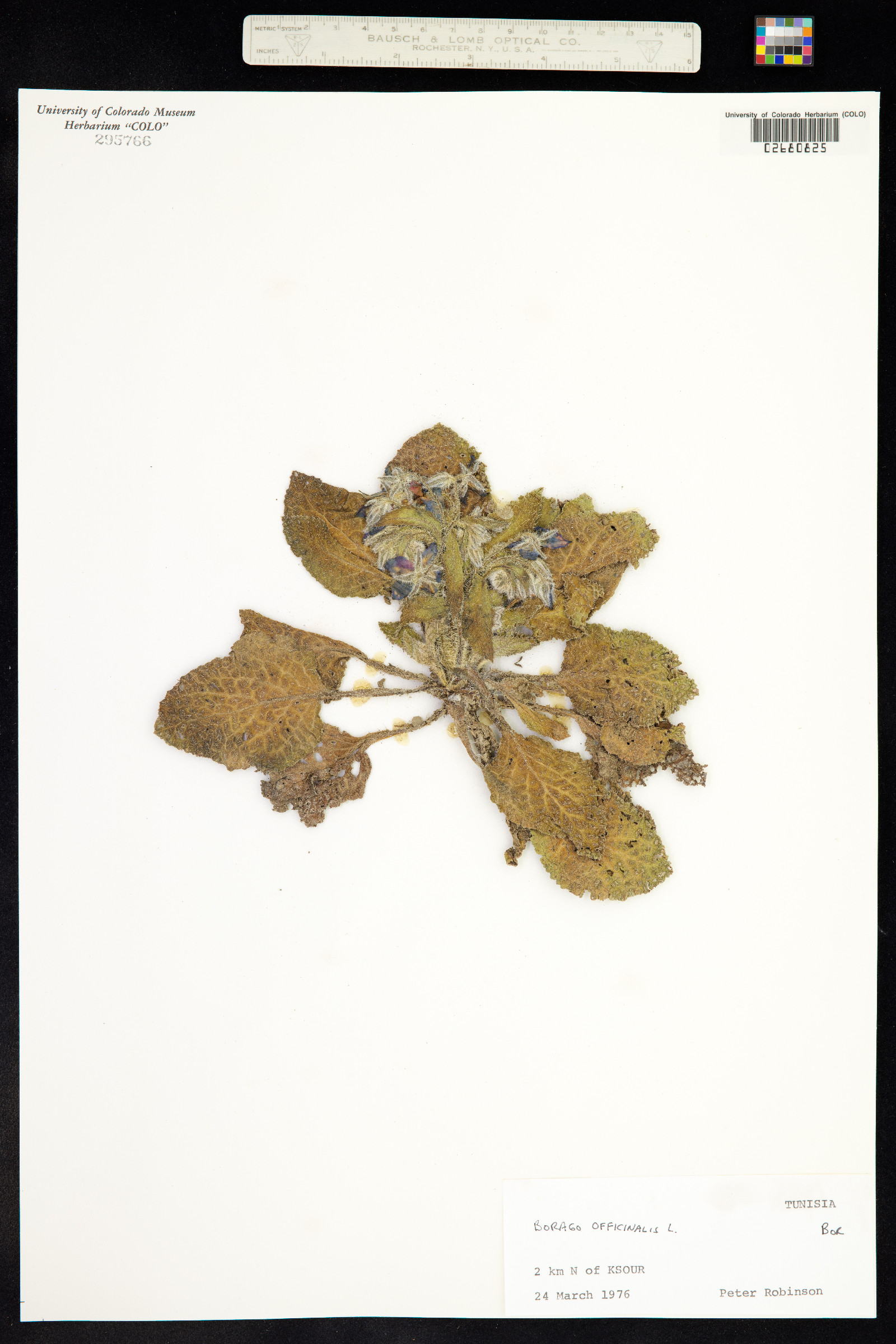 Borago officinalis image