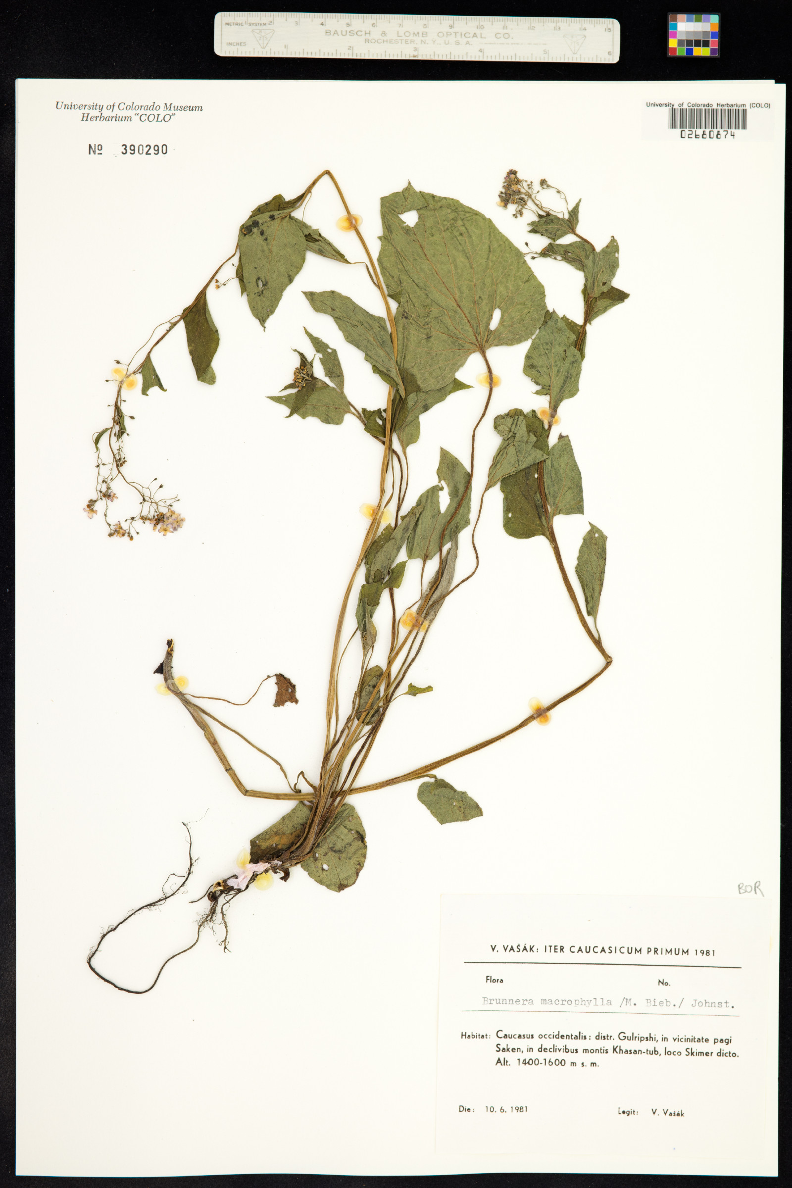 Brunnera macrophylla image