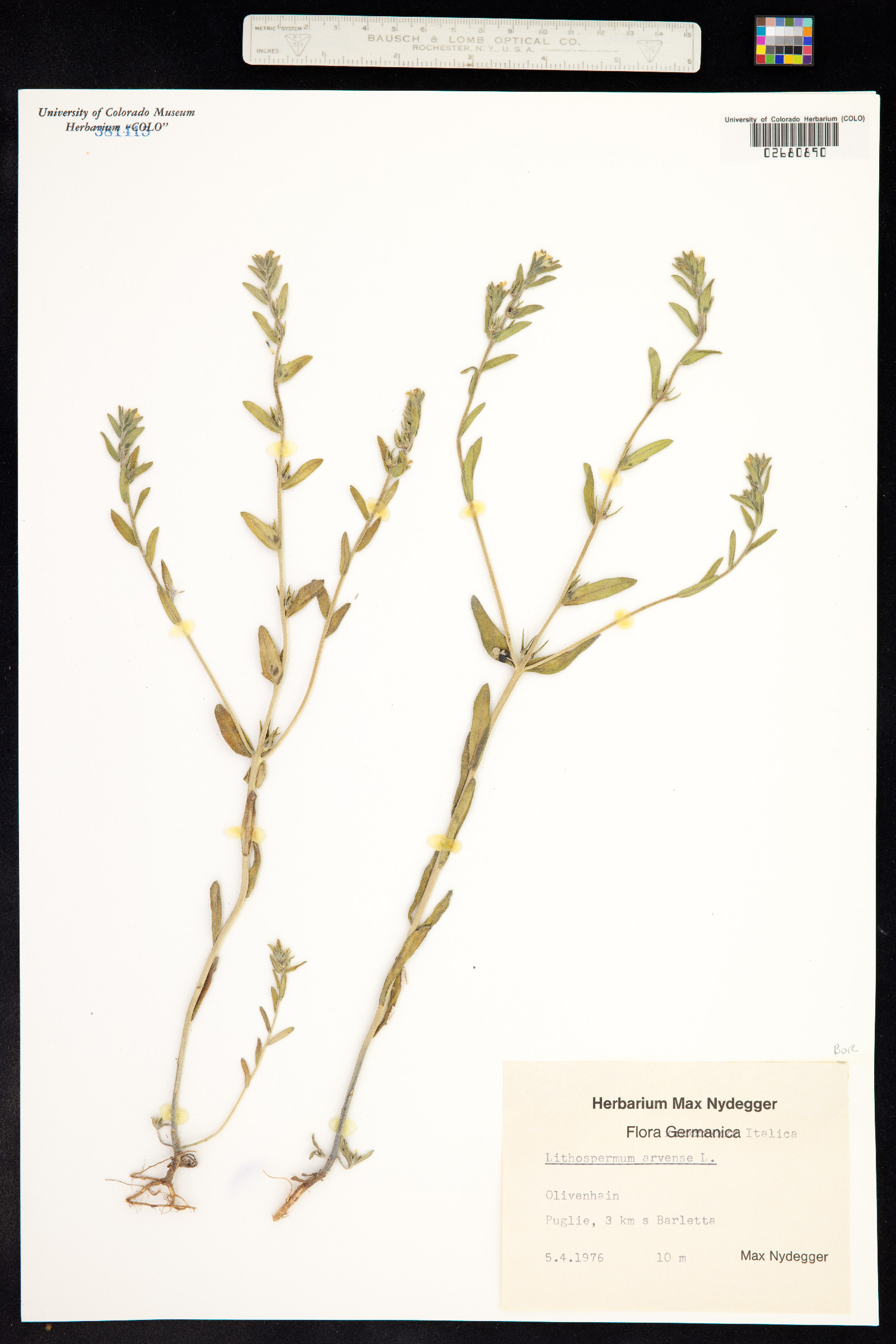 Buglossoides arvensis image