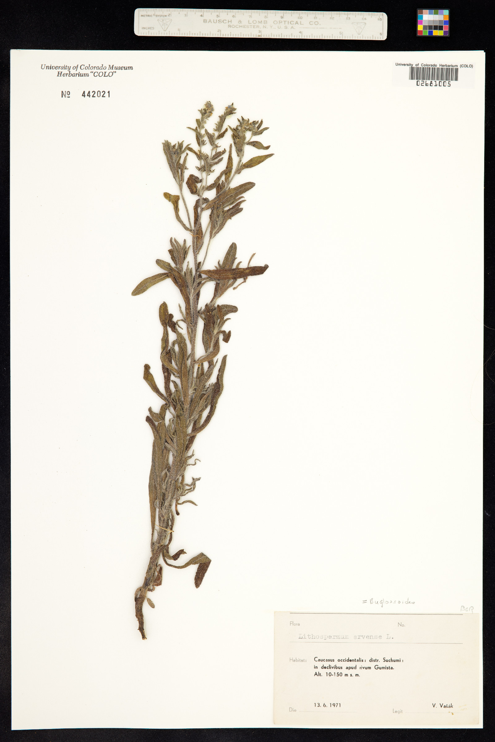 Buglossoides arvensis image