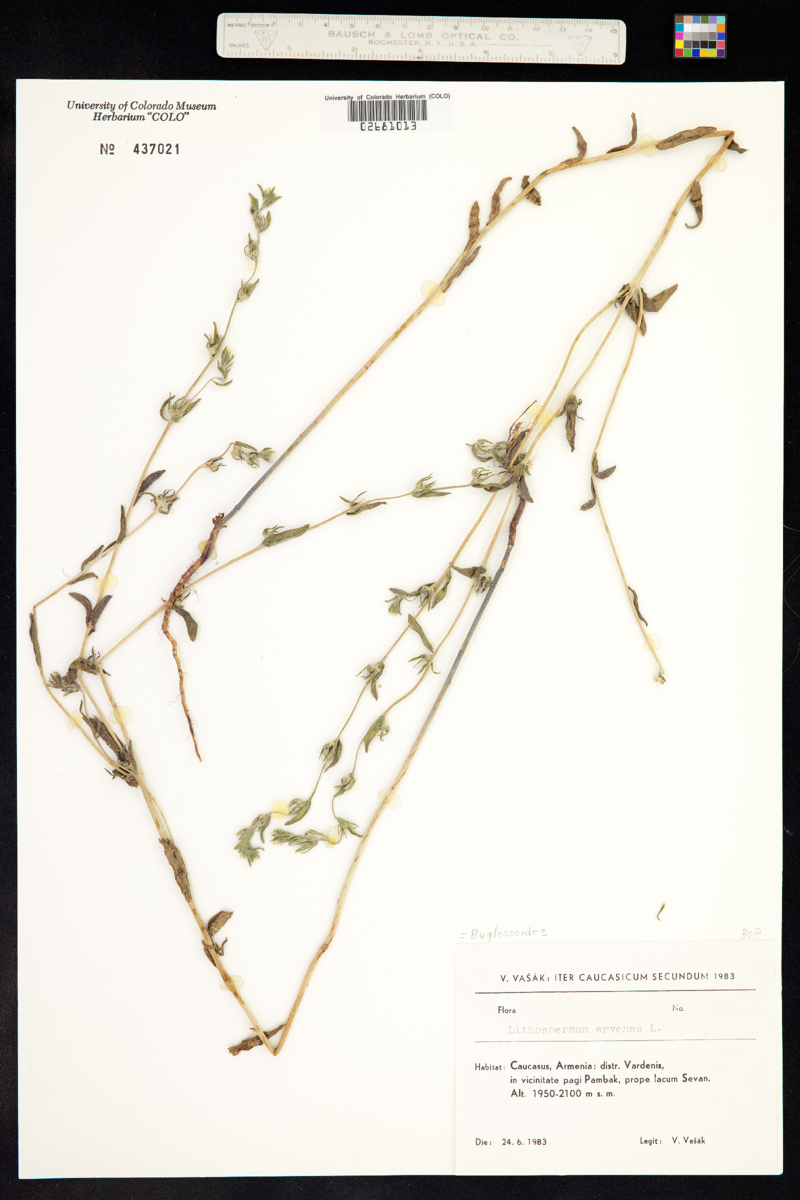 Buglossoides image