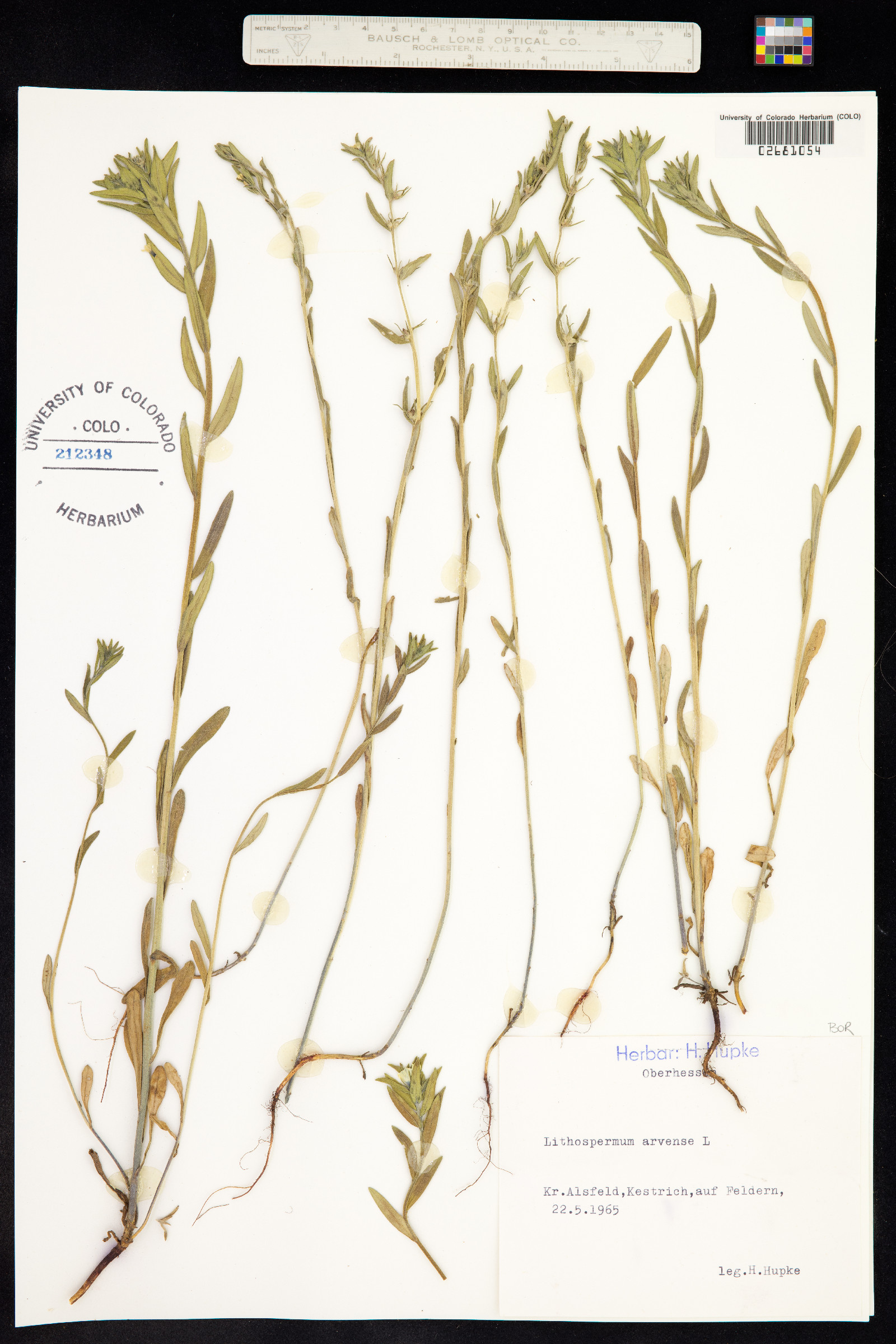 Buglossoides arvensis image