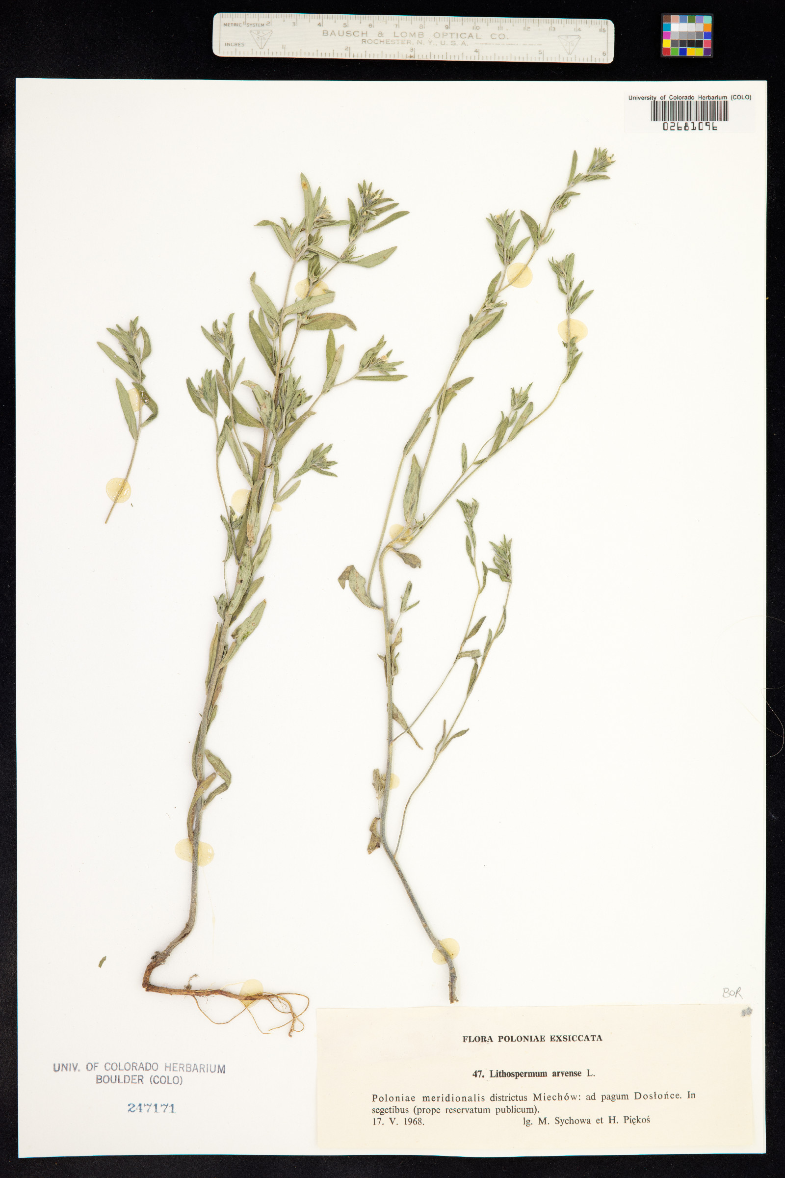 Buglossoides arvensis image