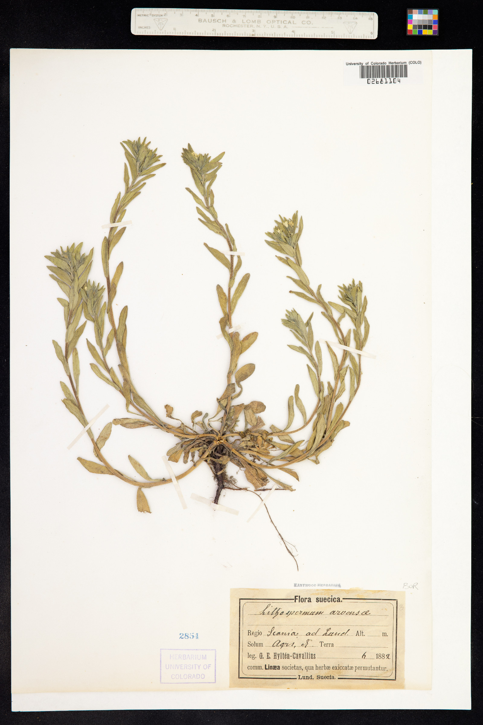 Buglossoides arvensis image