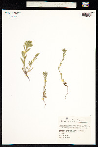 Image of Buglossoides glandulosa