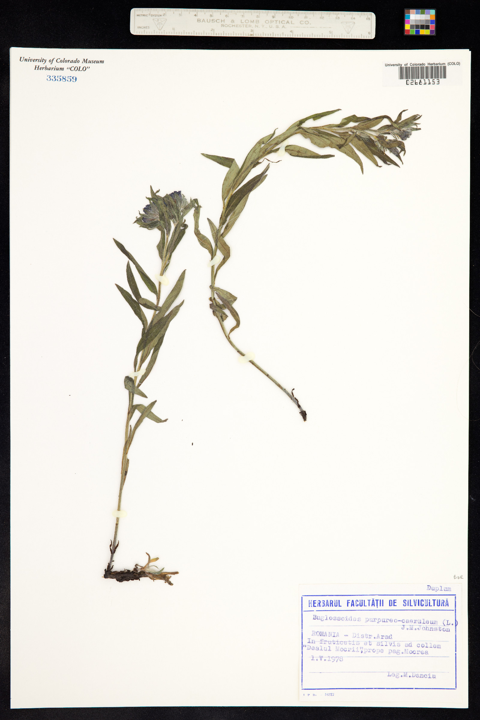 Buglossoides purpurocaerulea image