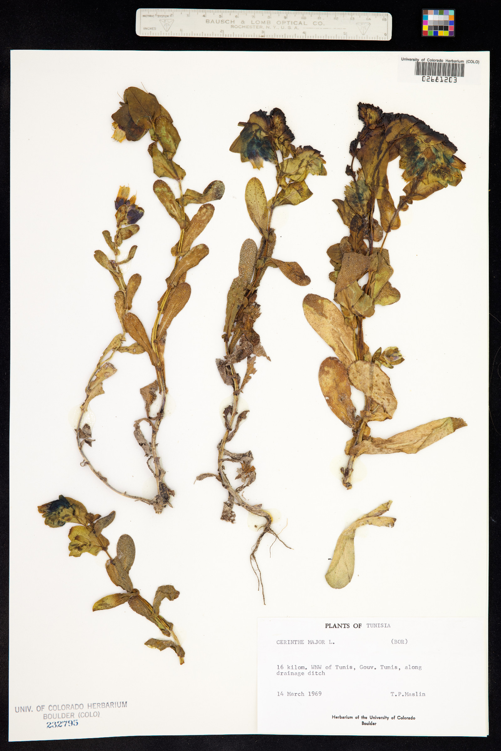 Cerinthe major image