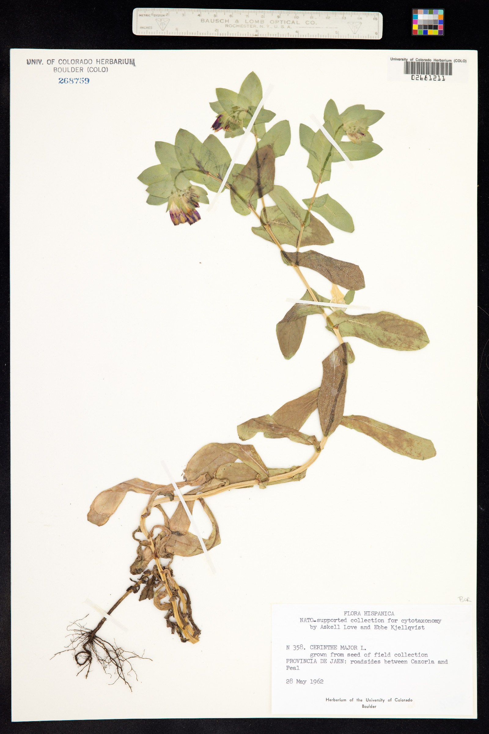Cerinthe major image