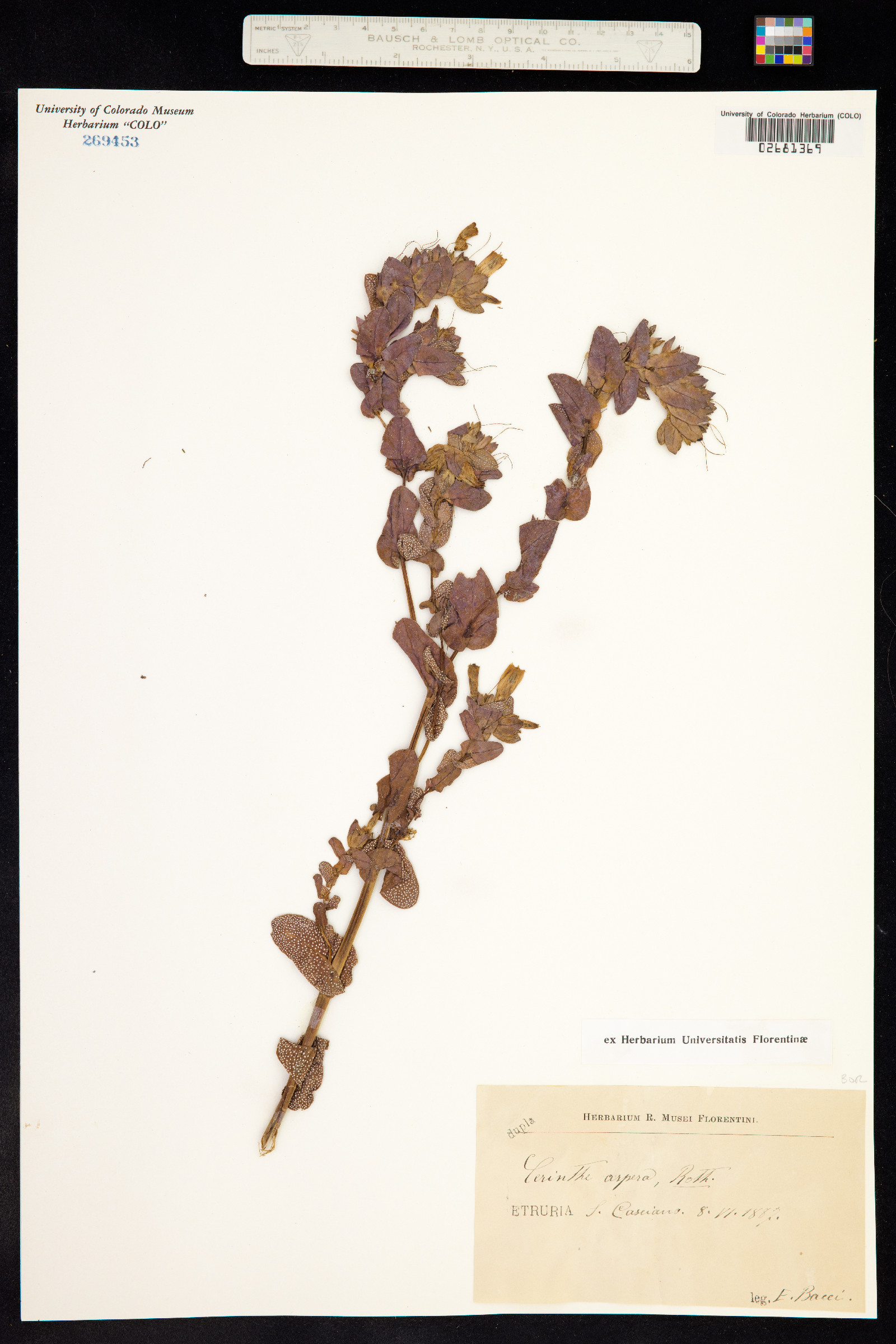 Cerinthe image