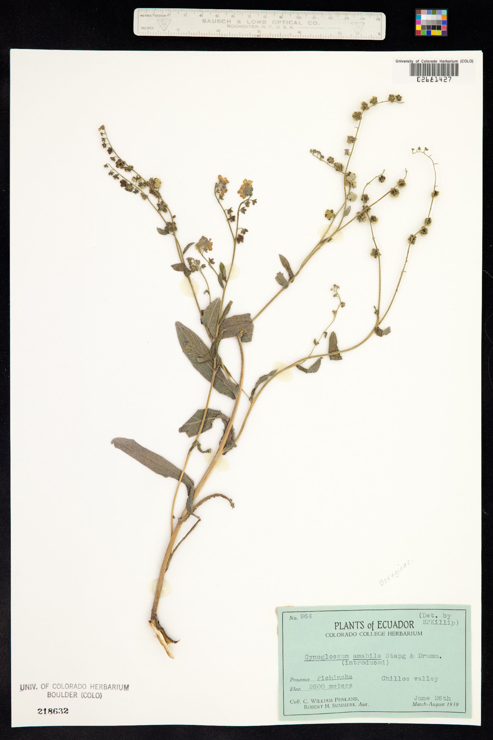 Cynoglossum amabile image