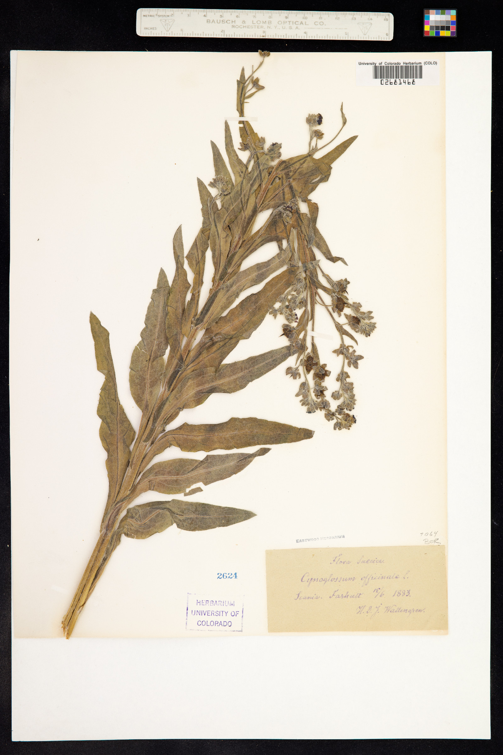 Cynoglossum officinale image