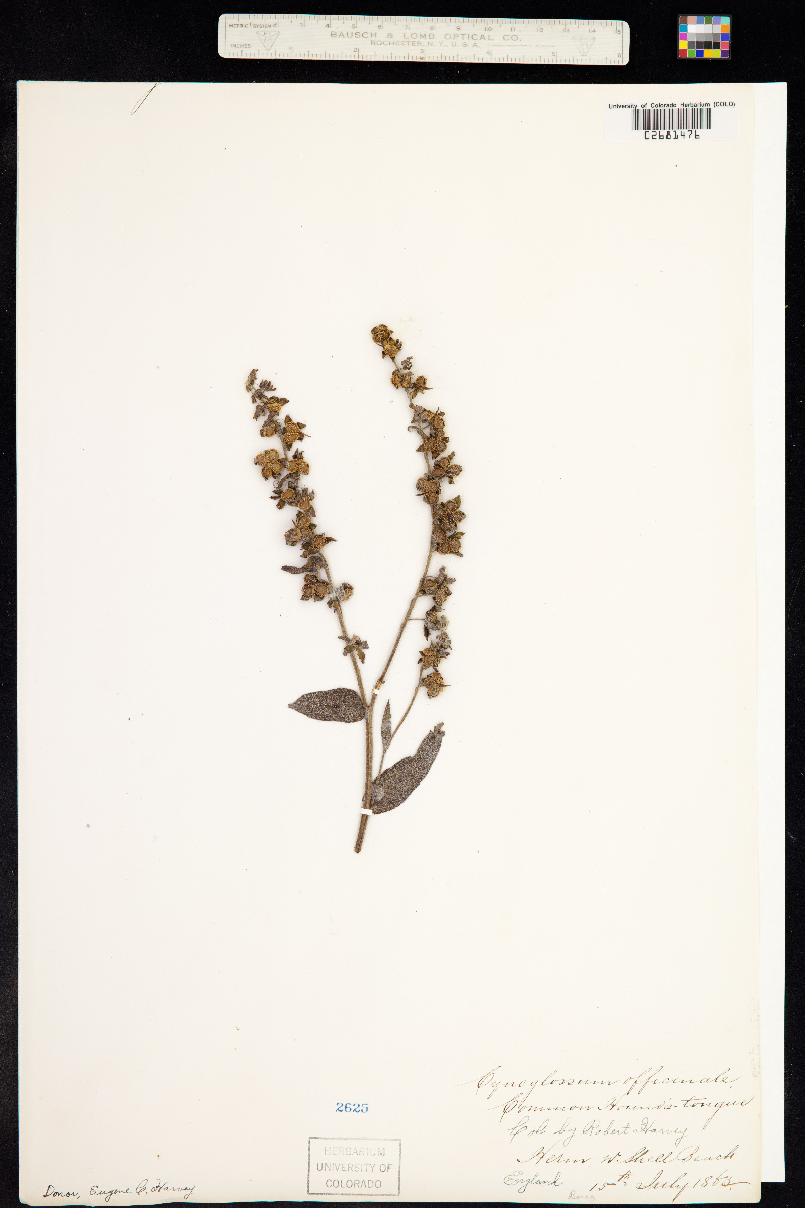 Cynoglossum officinale image