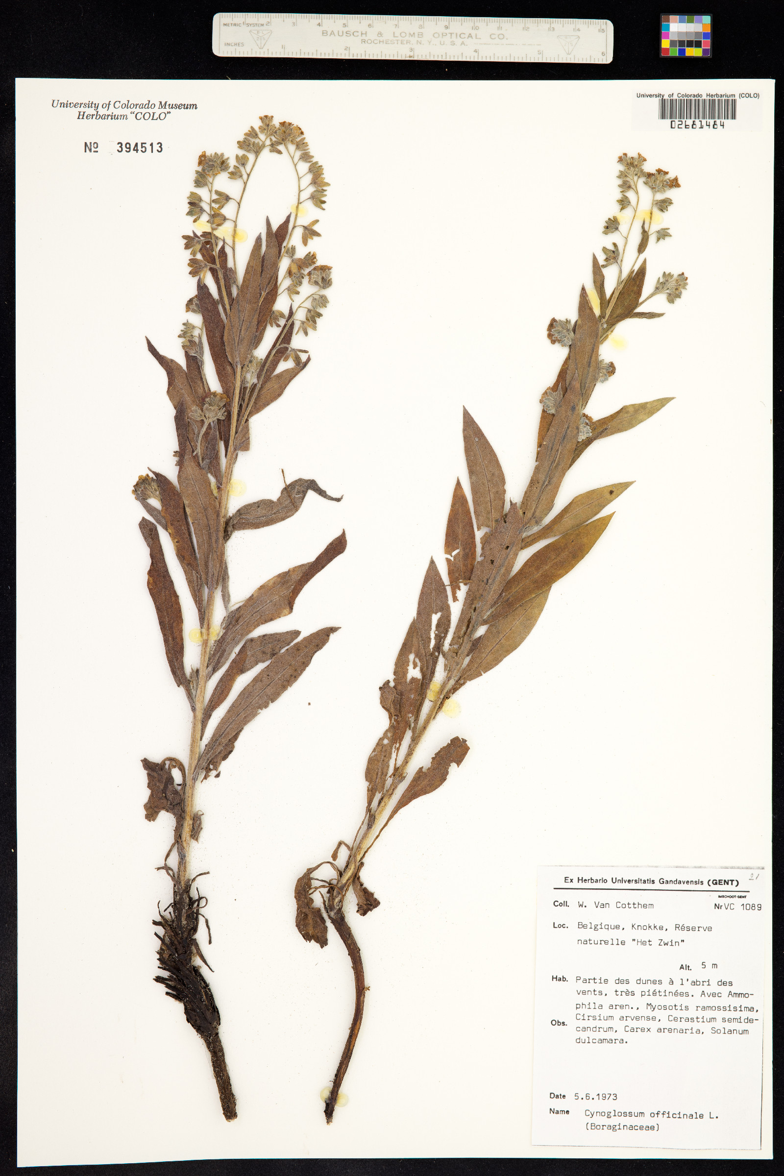 Cynoglossum officinale image