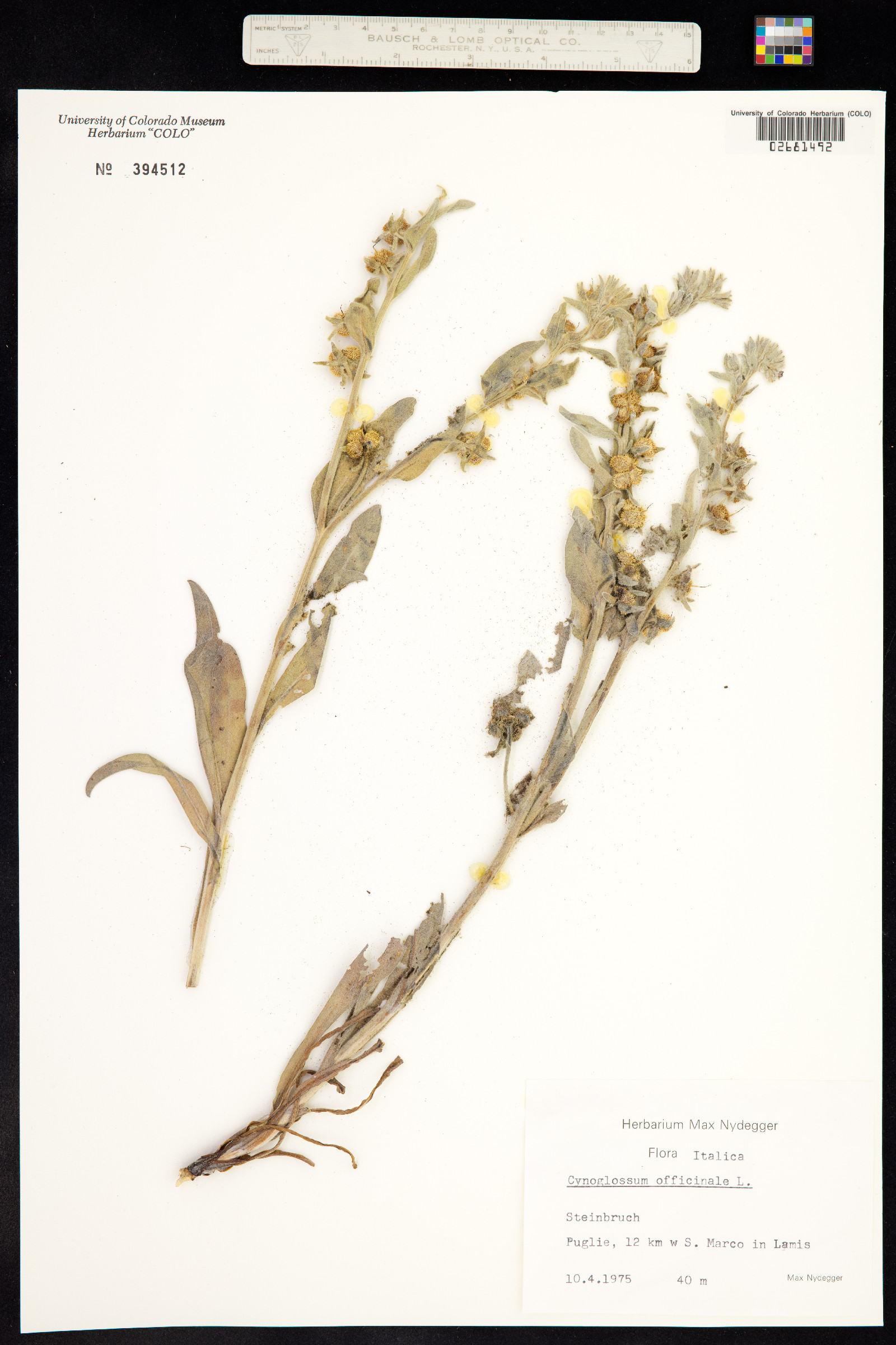 Cynoglossum officinale image