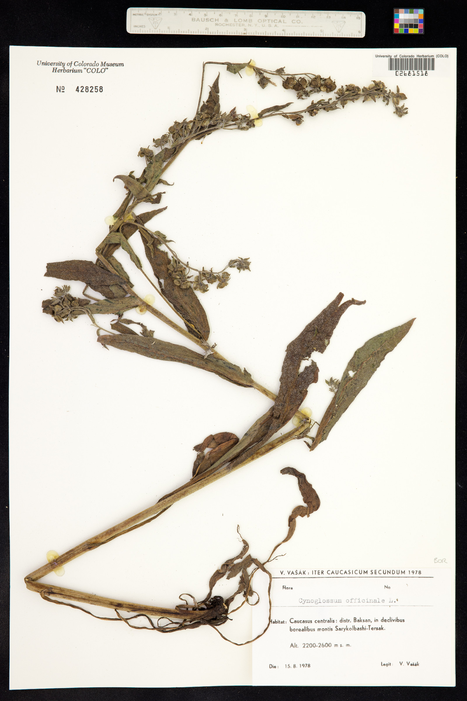 Cynoglossum officinale image
