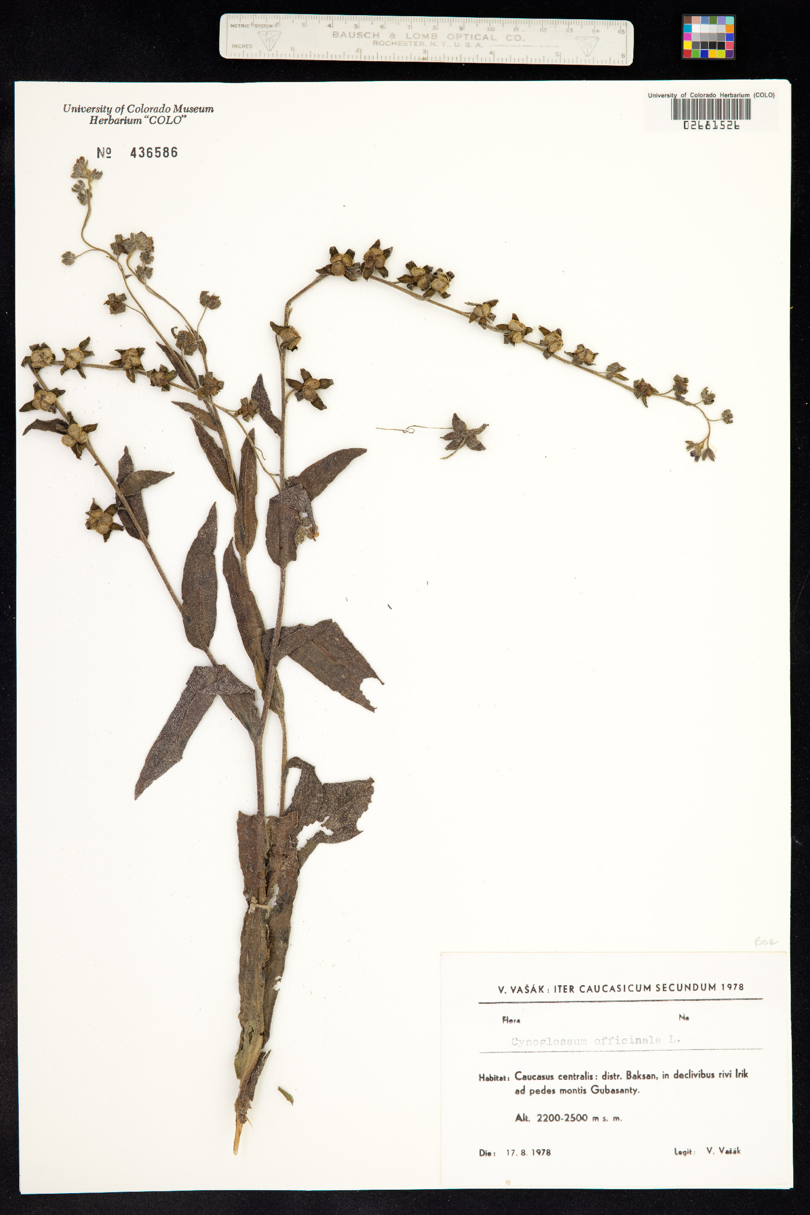 Cynoglossum officinale image