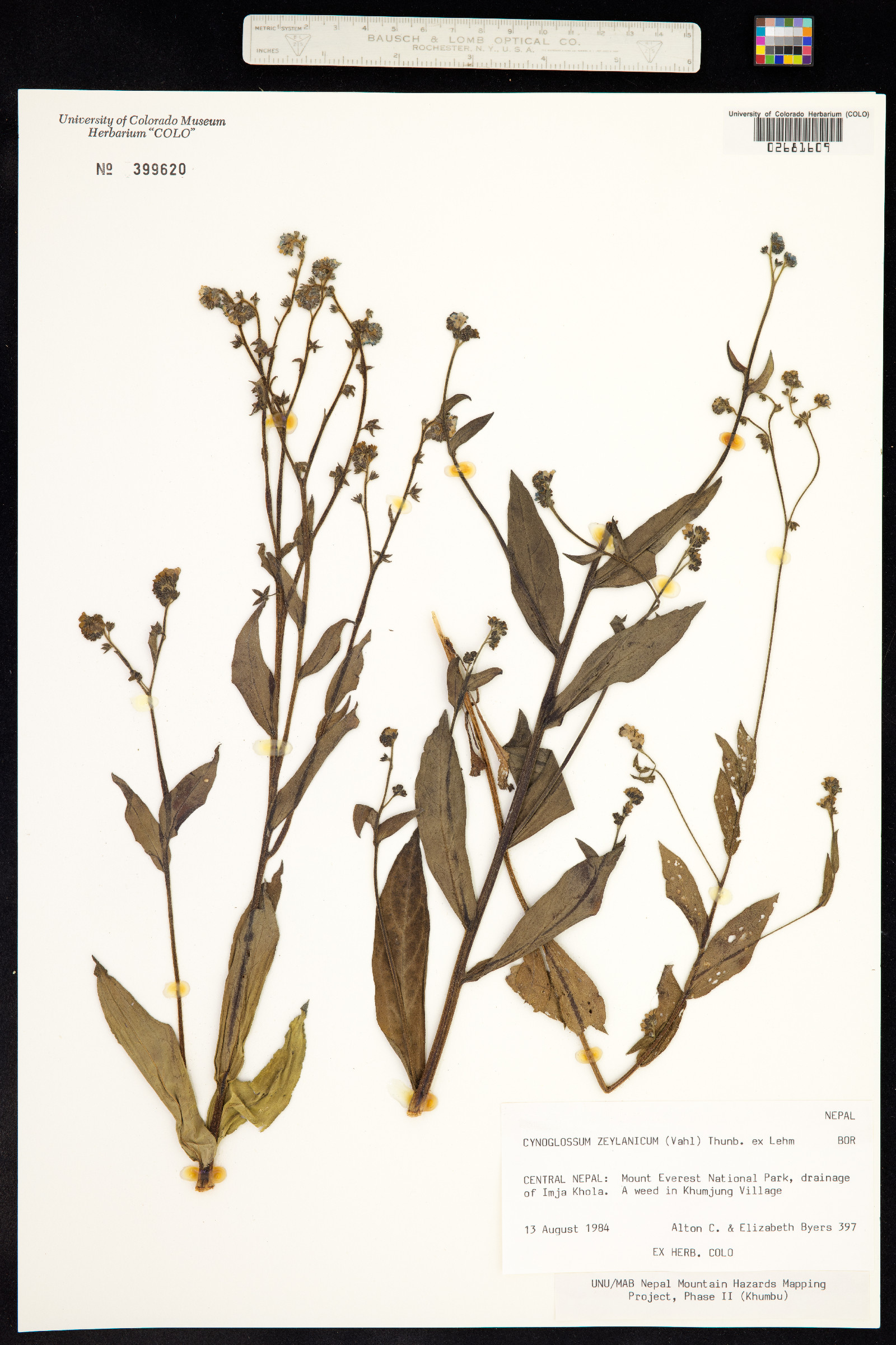 Cynoglossum zeylanicum image