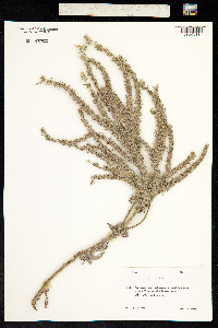 Echium italicum image
