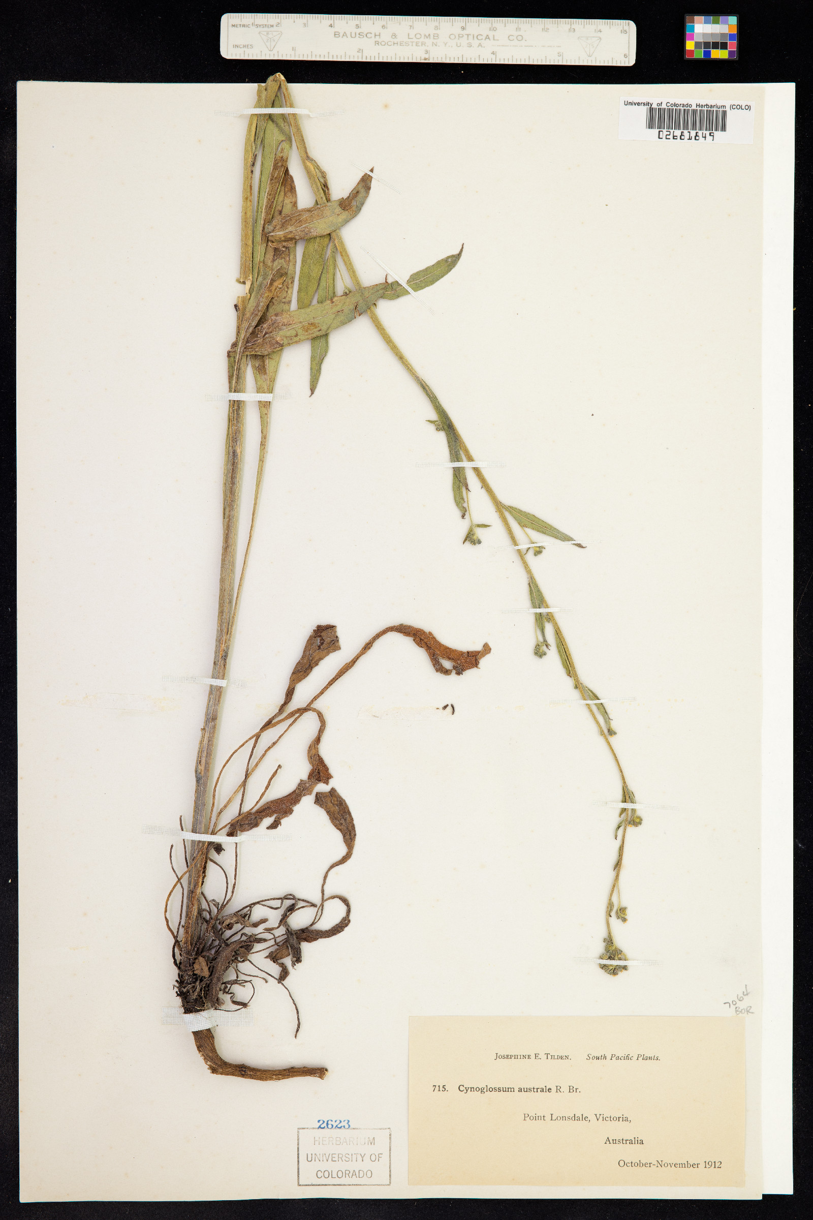 Cynoglossum australe image