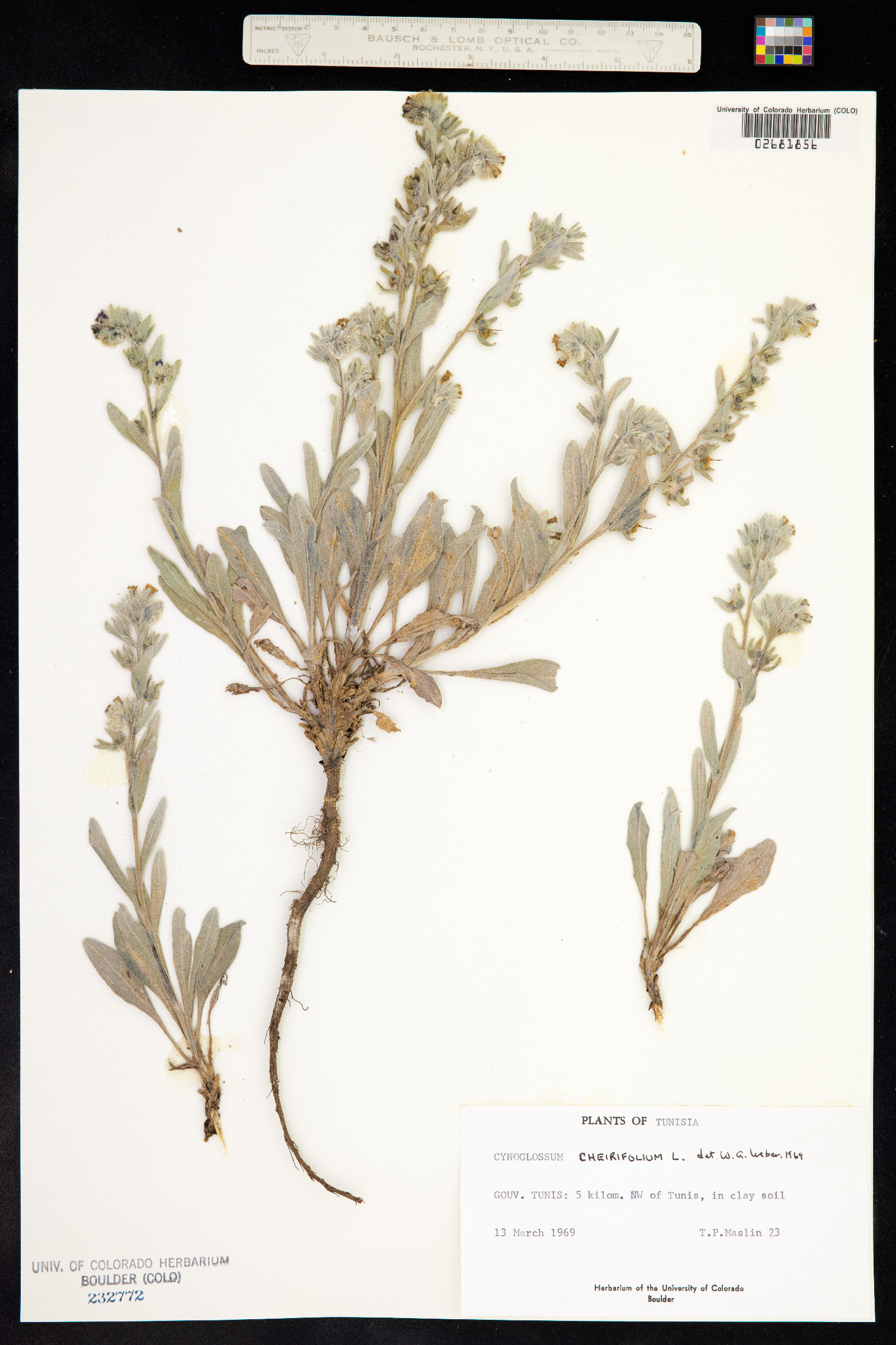Pardoglossum image